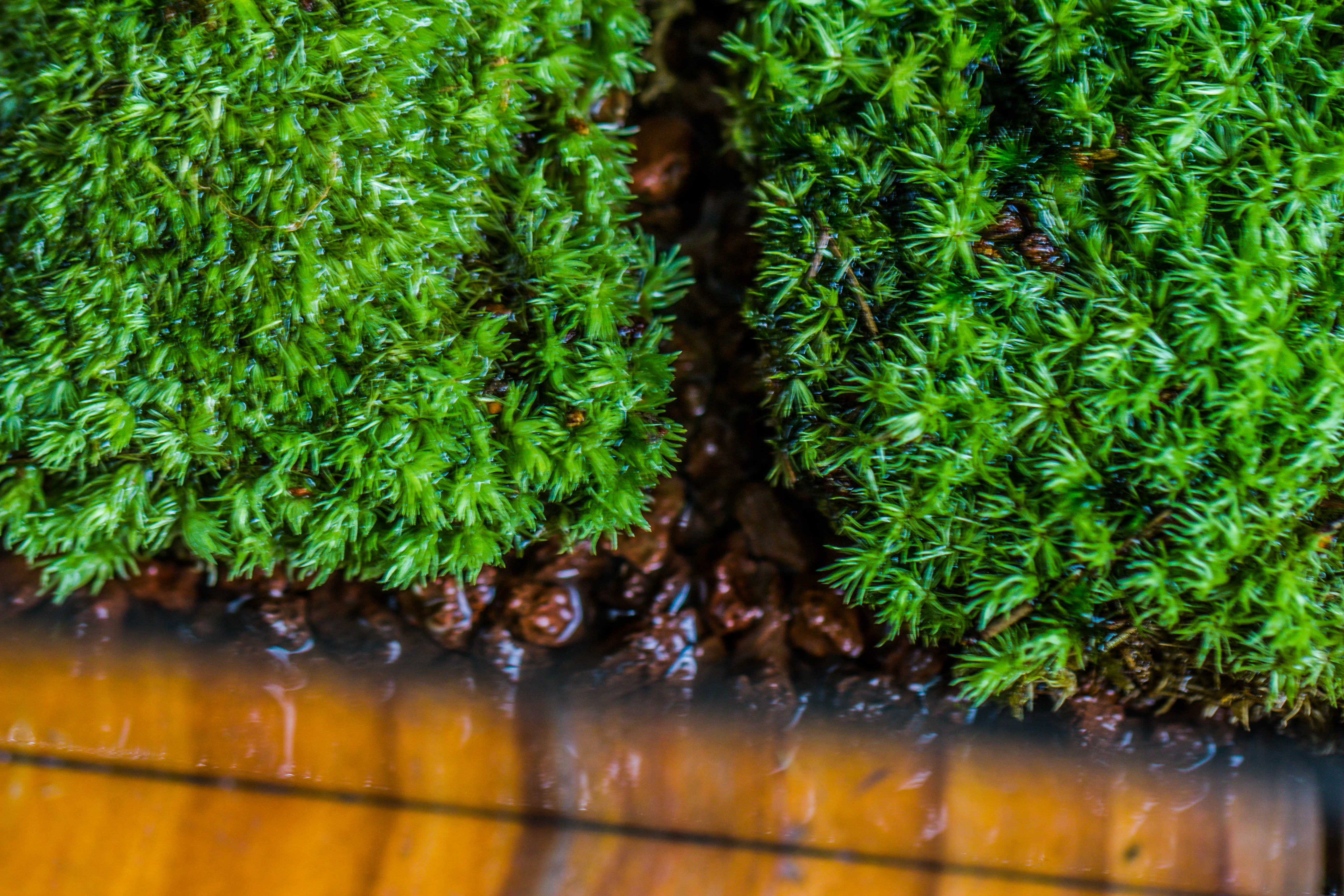 20x30cm  multiple pieces dry Leucobryum moss will regreen, for terrarium, micro landscape - NCYPgarden