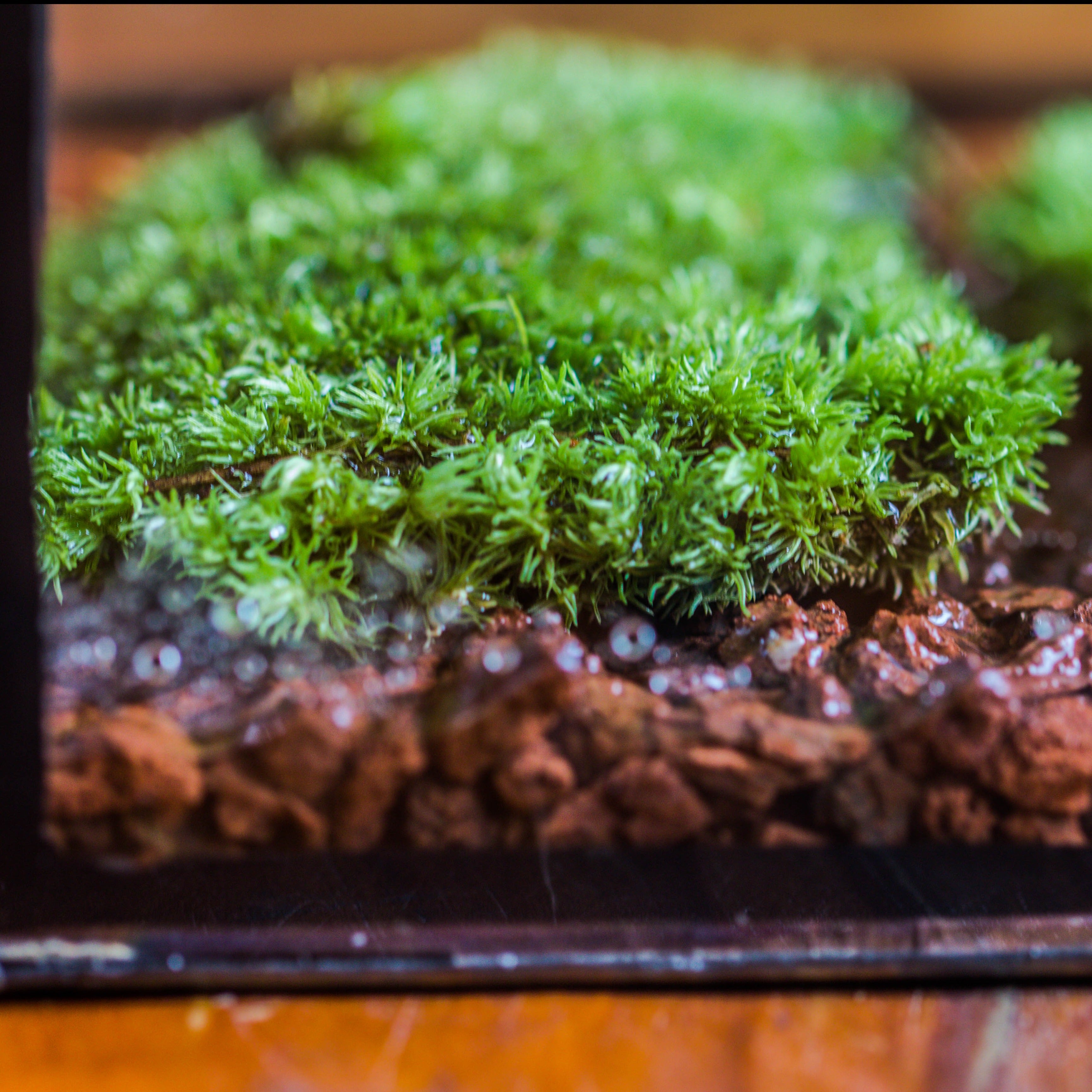 20x30cm  multiple pieces dry Leucobryum moss will regreen, for terrarium, micro landscape - NCYPgarden