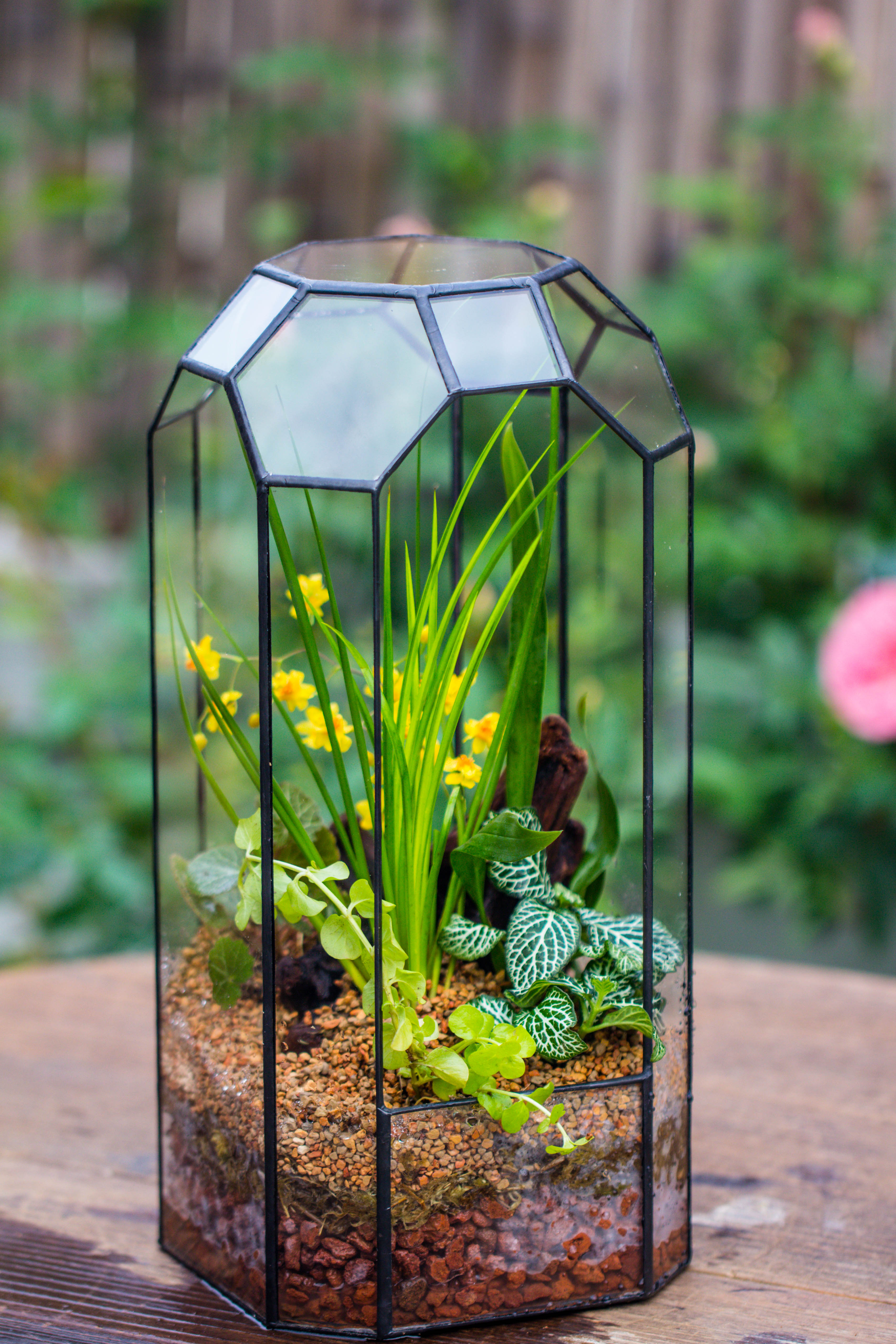 Vintage Tall Octagon Geometric Tin Glass Terrarium , 12.6" , open, suitable for tall plants, orchid, small begonia Pitcher, Micro landscape  -with white light set - NCYPgarden