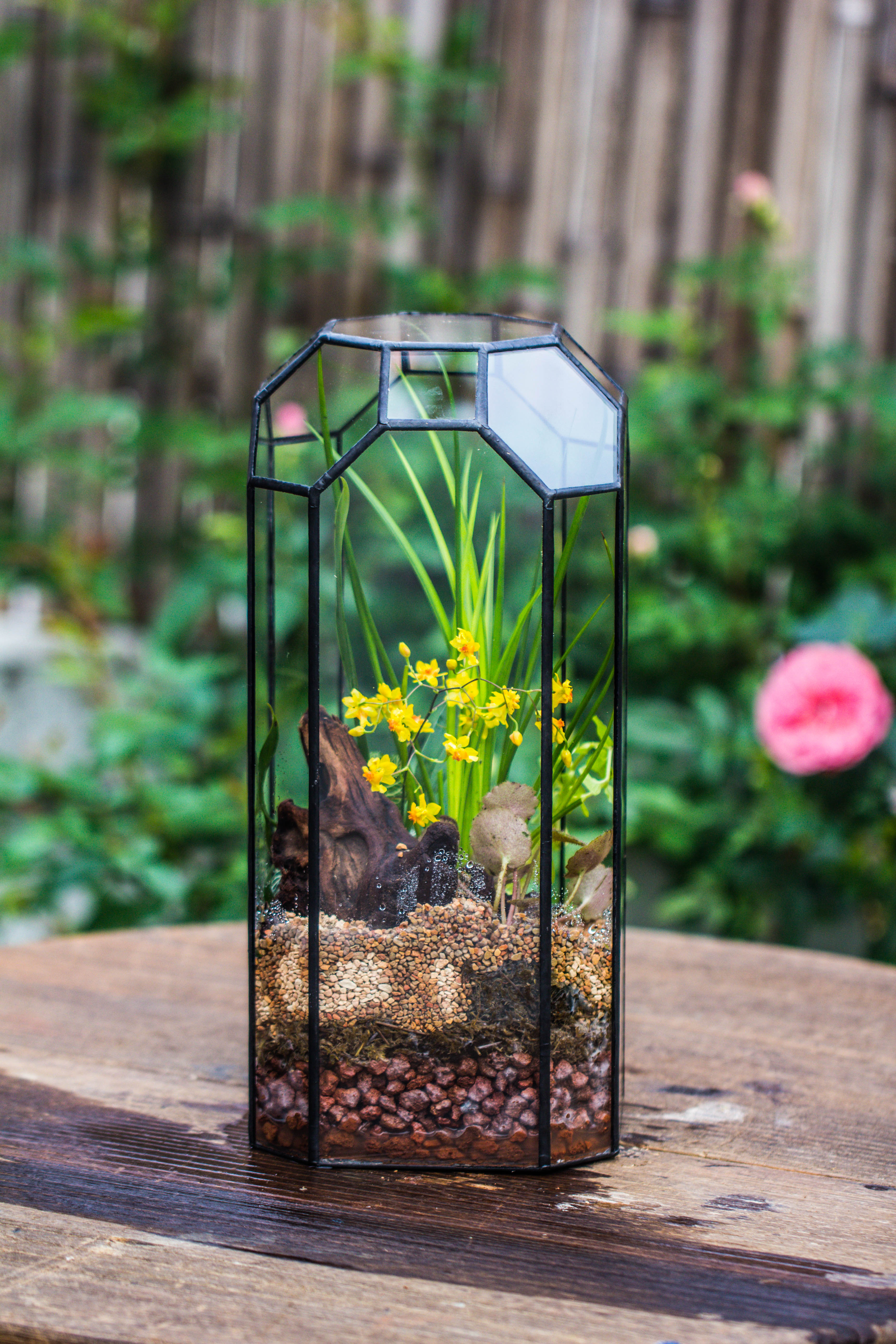 Vintage Tall Octagon Geometric Tin Glass Terrarium , 12.6" , open, suitable for tall plants, orchid, small begonia Pitcher, Micro landscape  -with white light set - NCYPgarden