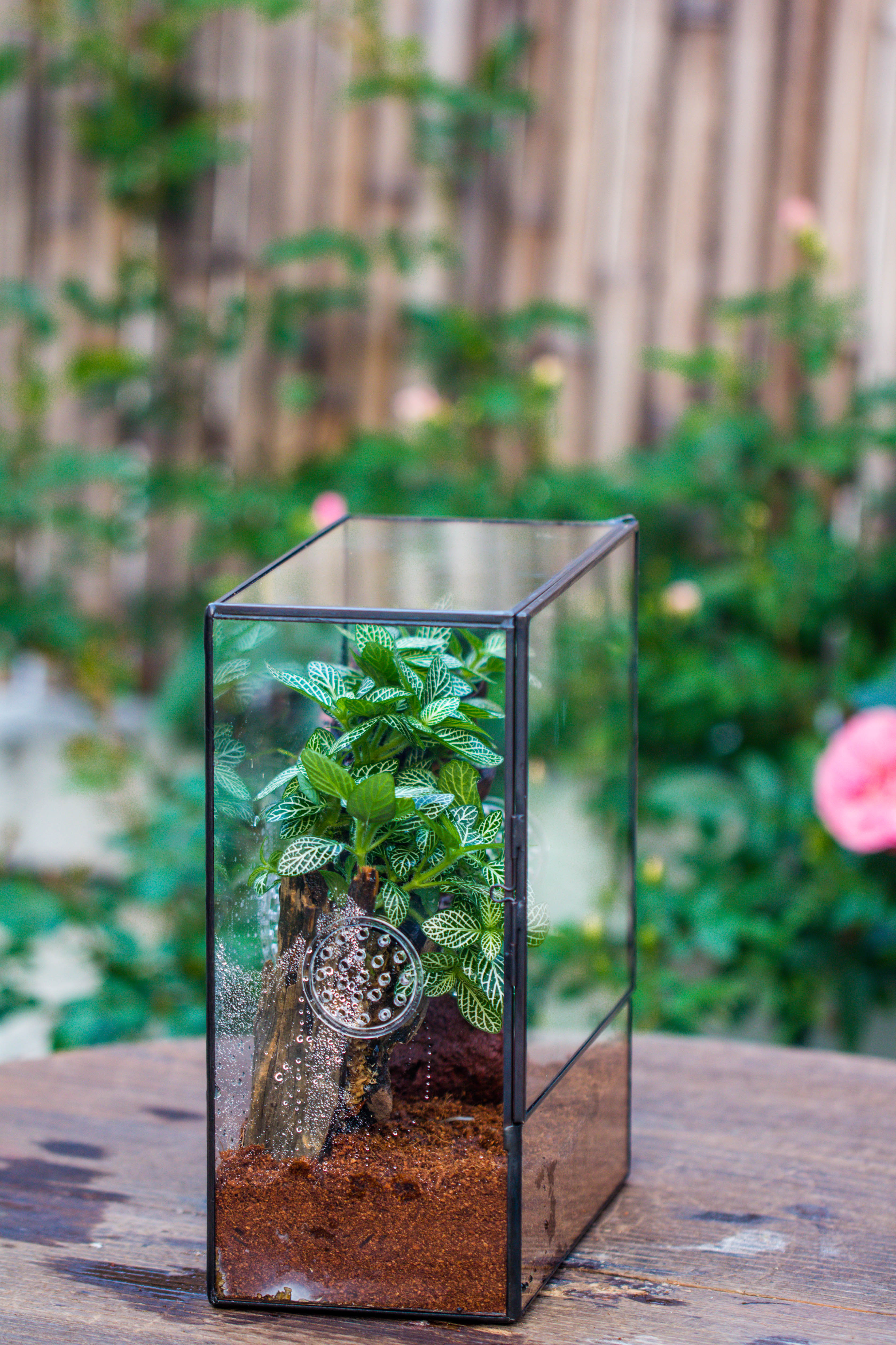 Close Geometric Glass Tin Terrarium with 3 Vents , 8x10" with side door, for insects, snail , spider, micro landscape - NCYPgarden