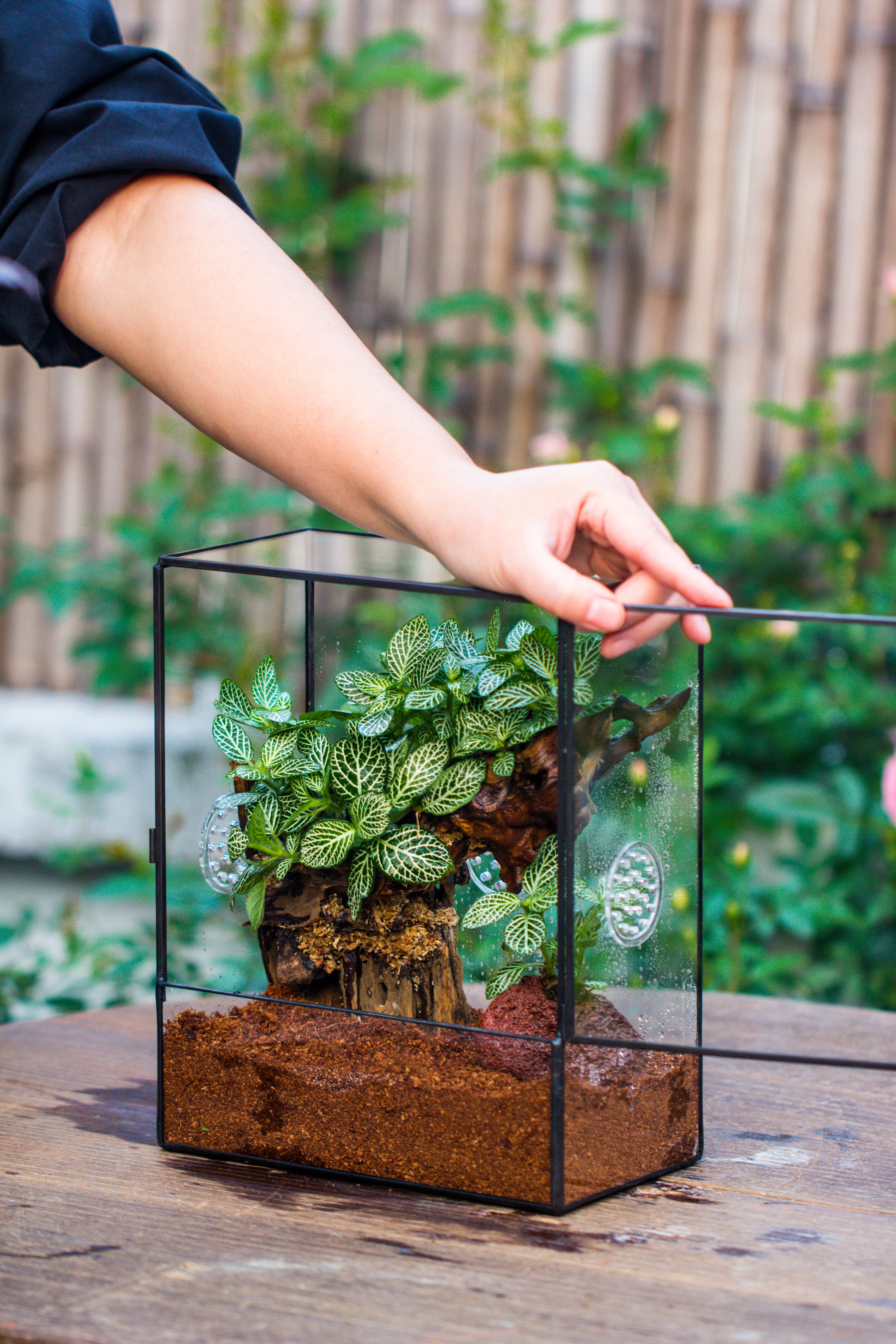 Close Geometric Glass Tin Terrarium with 3 Vents , 8x10" with side door, for insects, snail , spider, micro landscape - NCYPgarden