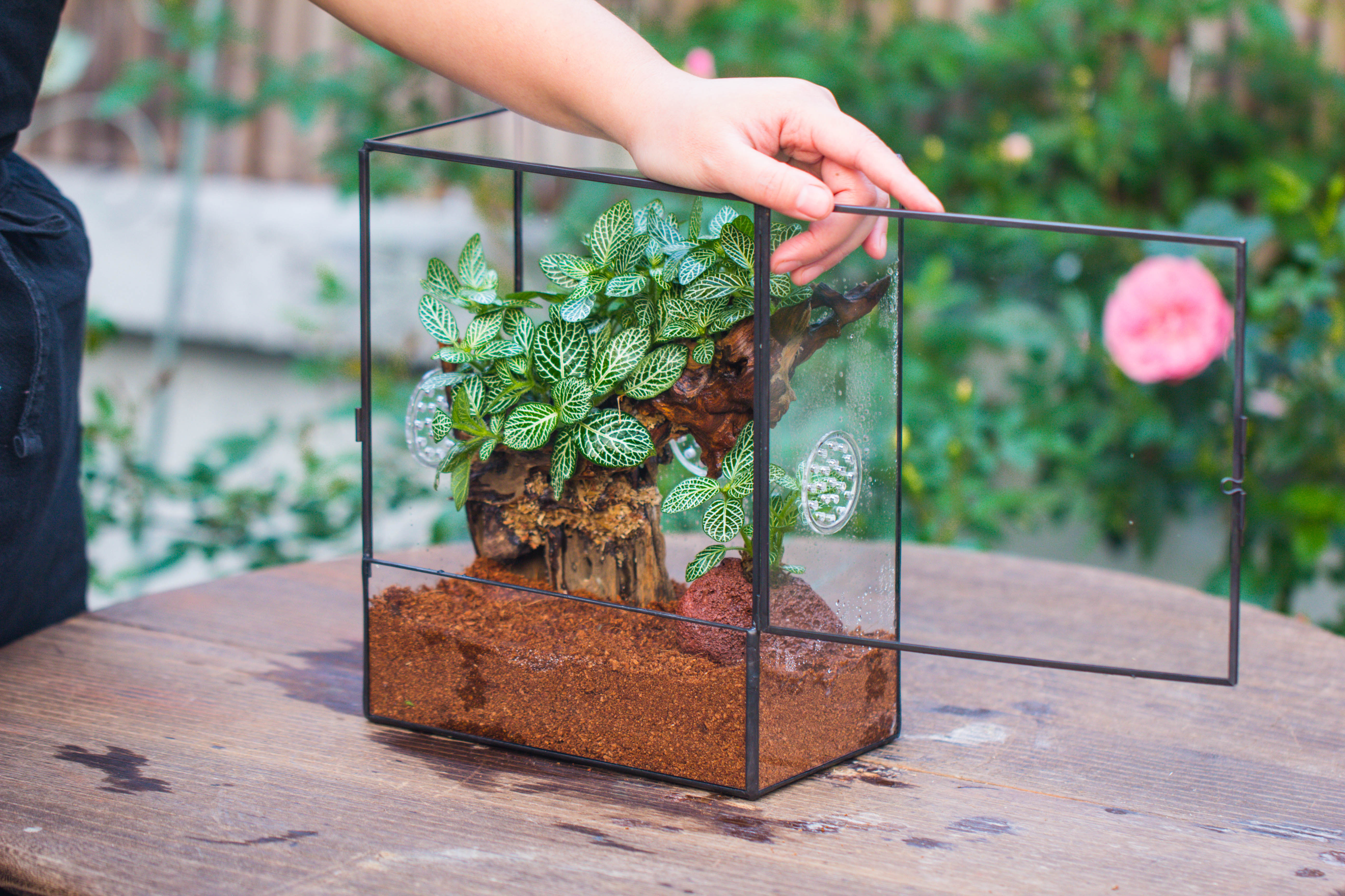 Close Geometric Glass Tin Terrarium with 3 Vents , 8x10" with side door, for insects, snail , spider, micro landscape - NCYPgarden