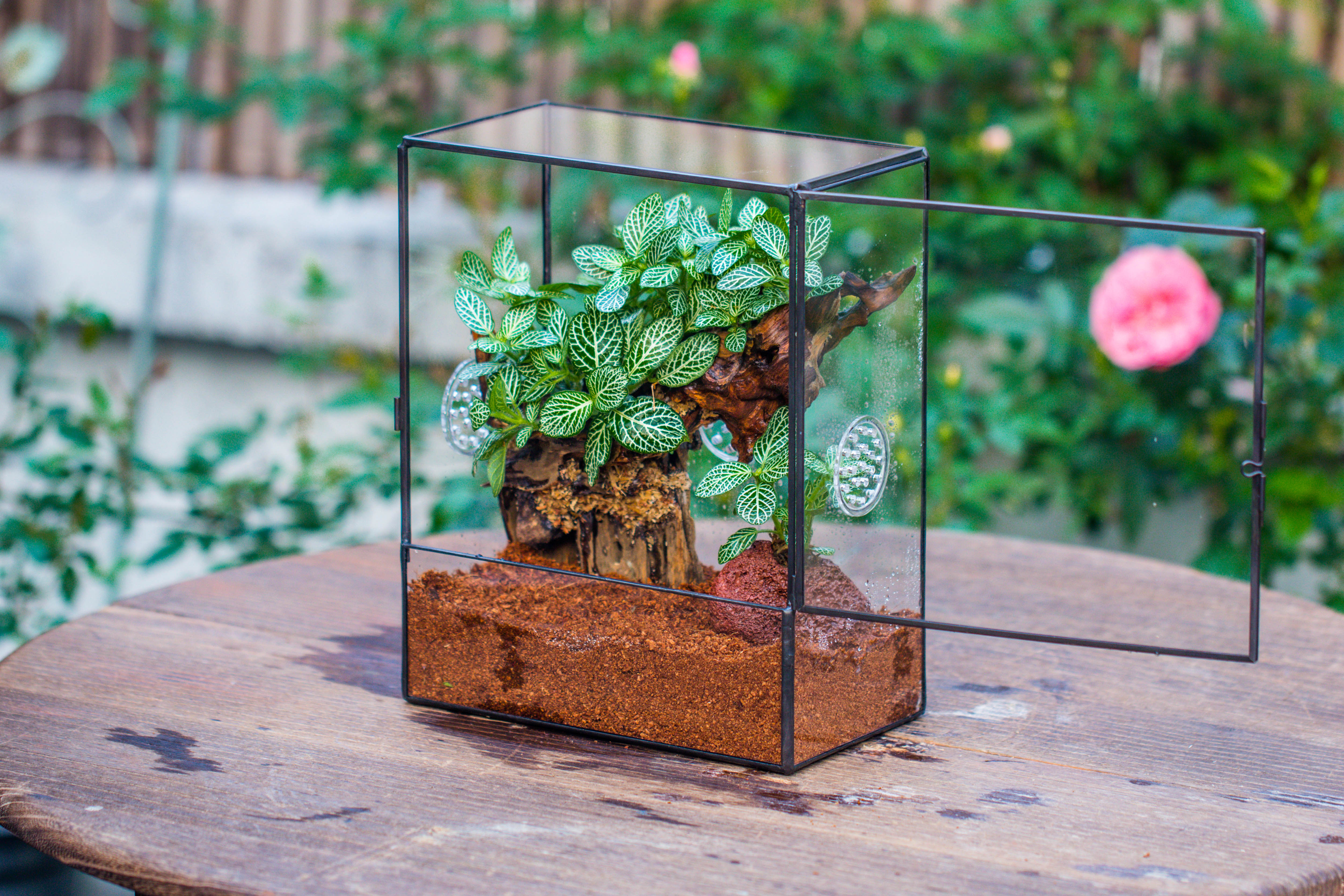 Close Geometric Glass Tin Terrarium with 3 Vents , 8x10" with side door, for insects, snail , spider, micro landscape - NCYPgarden