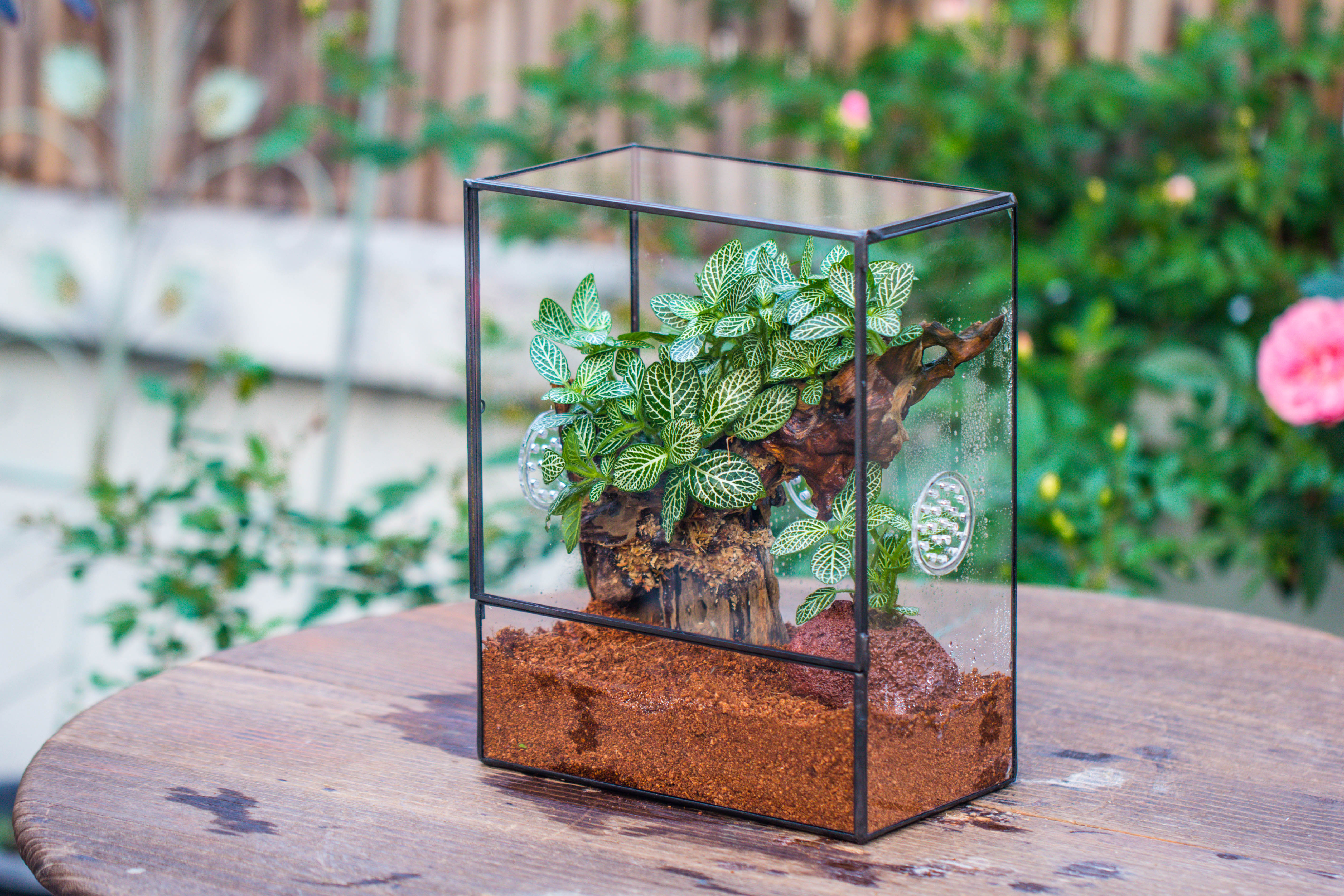 Close Geometric Glass Tin Terrarium with 3 Vents , 8x10" with side door, for insects, snail , spider, micro landscape - NCYPgarden