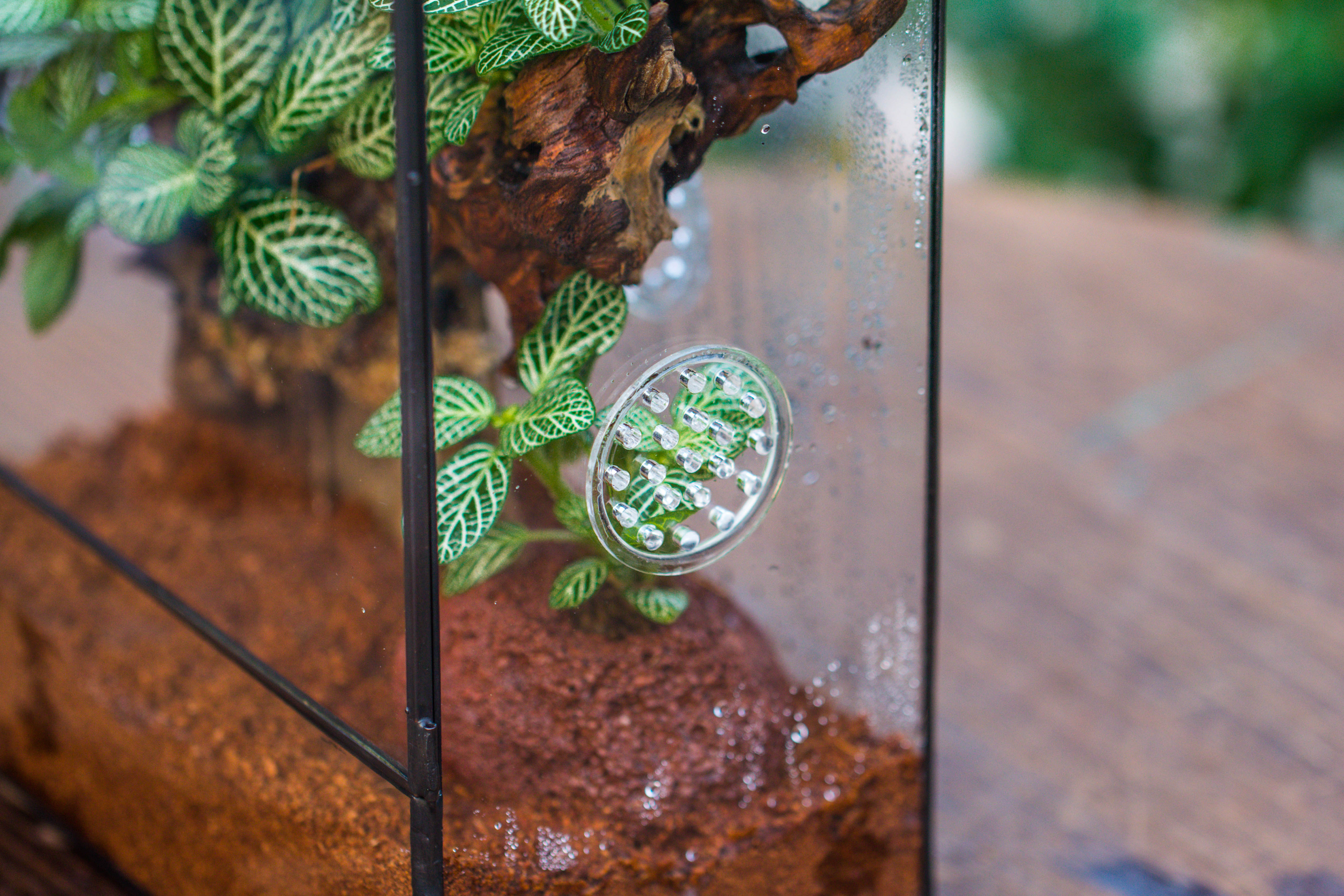 Close Geometric Glass Tin Terrarium with 3 Vents , 8x10" with side door, for insects, snail , spider, micro landscape - NCYPgarden