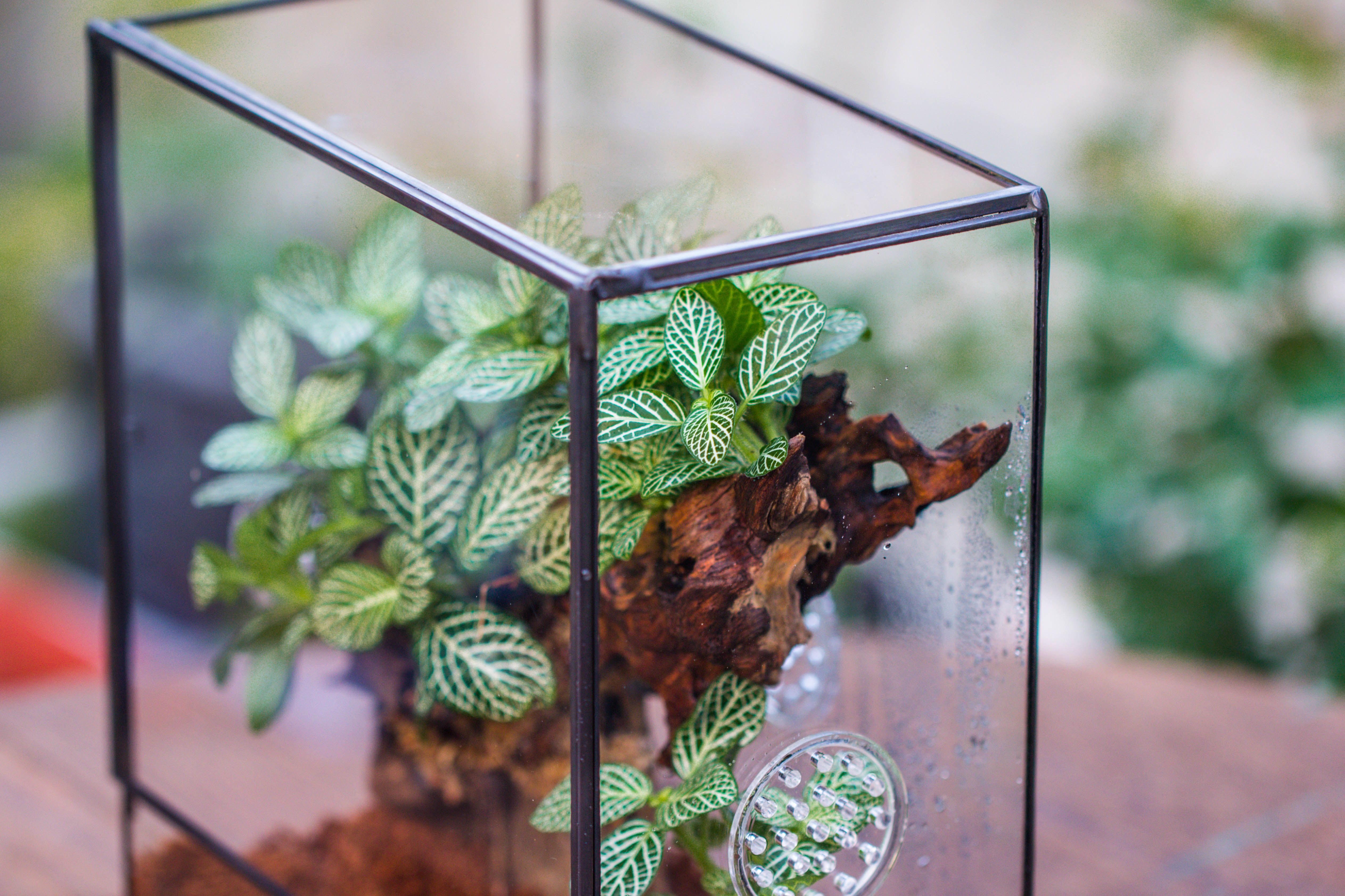 Close Geometric Glass Tin Terrarium with 3 Vents , 8x10" with side door, for insects, snail , spider, micro landscape - NCYPgarden