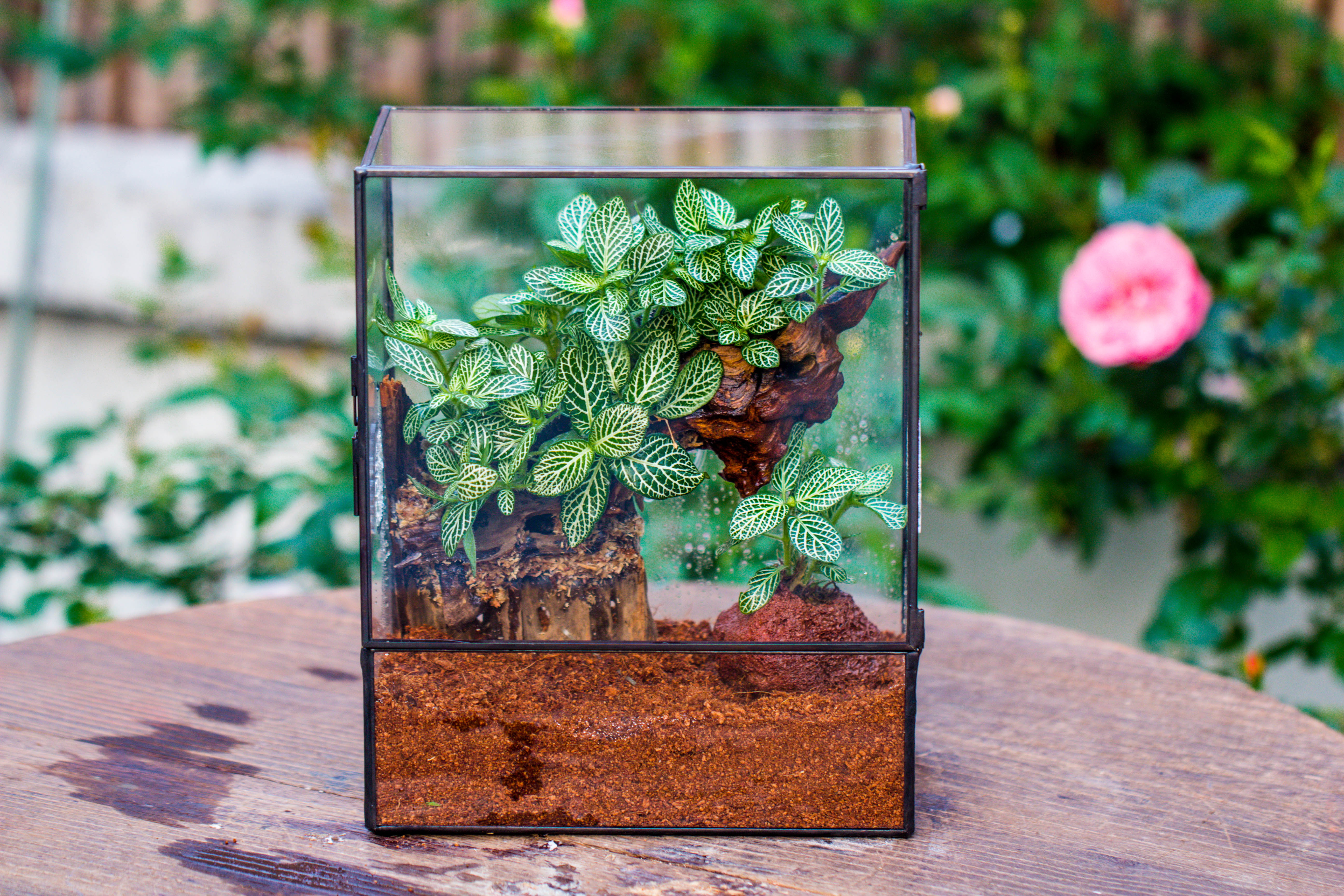 Close Geometric Glass Tin Terrarium with 3 Vents , 8x10" with side door, for insects, snail , spider, micro landscape - NCYPgarden