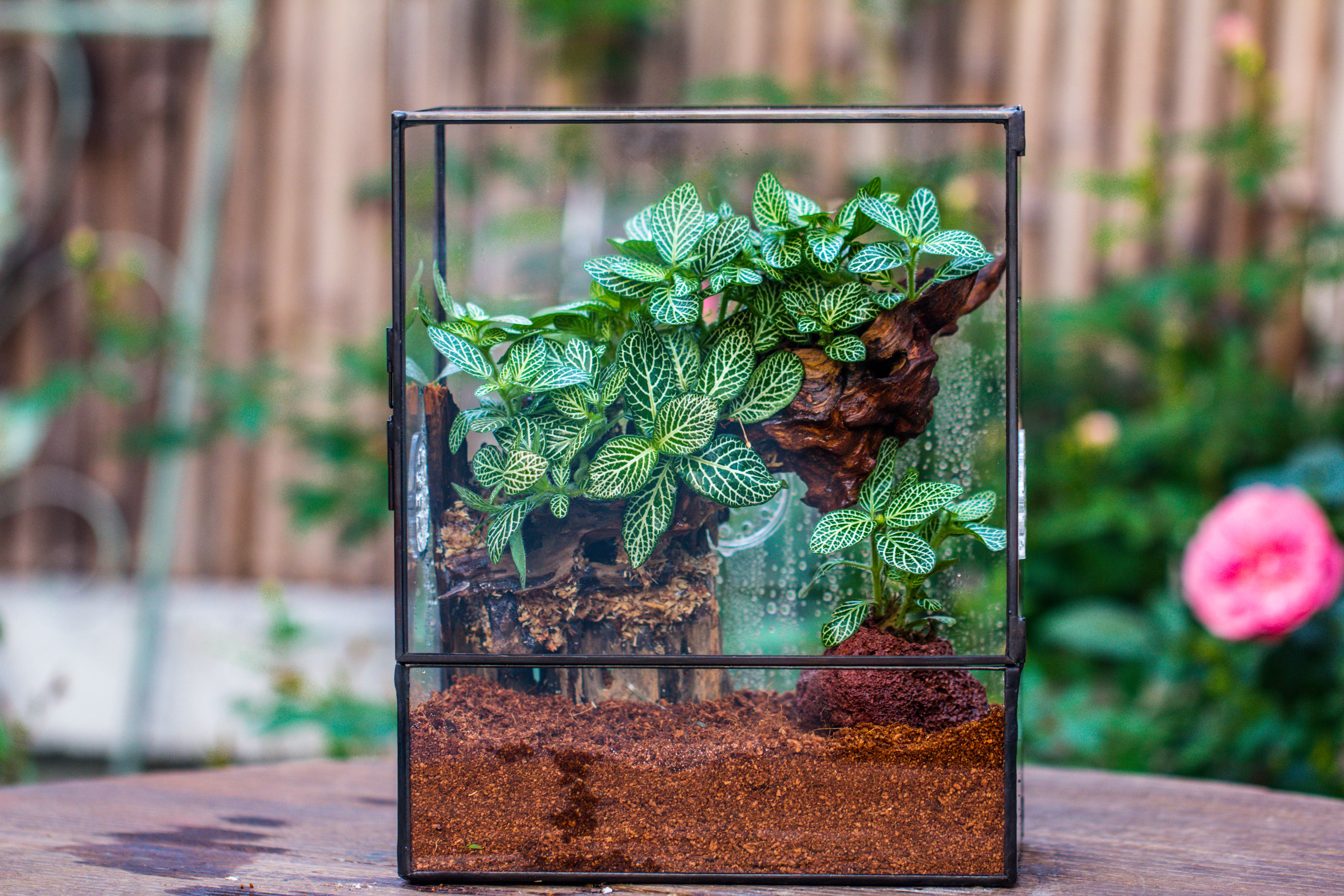 Close Geometric Glass Tin Terrarium with 3 Vents , 8x10" with side door, for insects, snail , spider, micro landscape - NCYPgarden