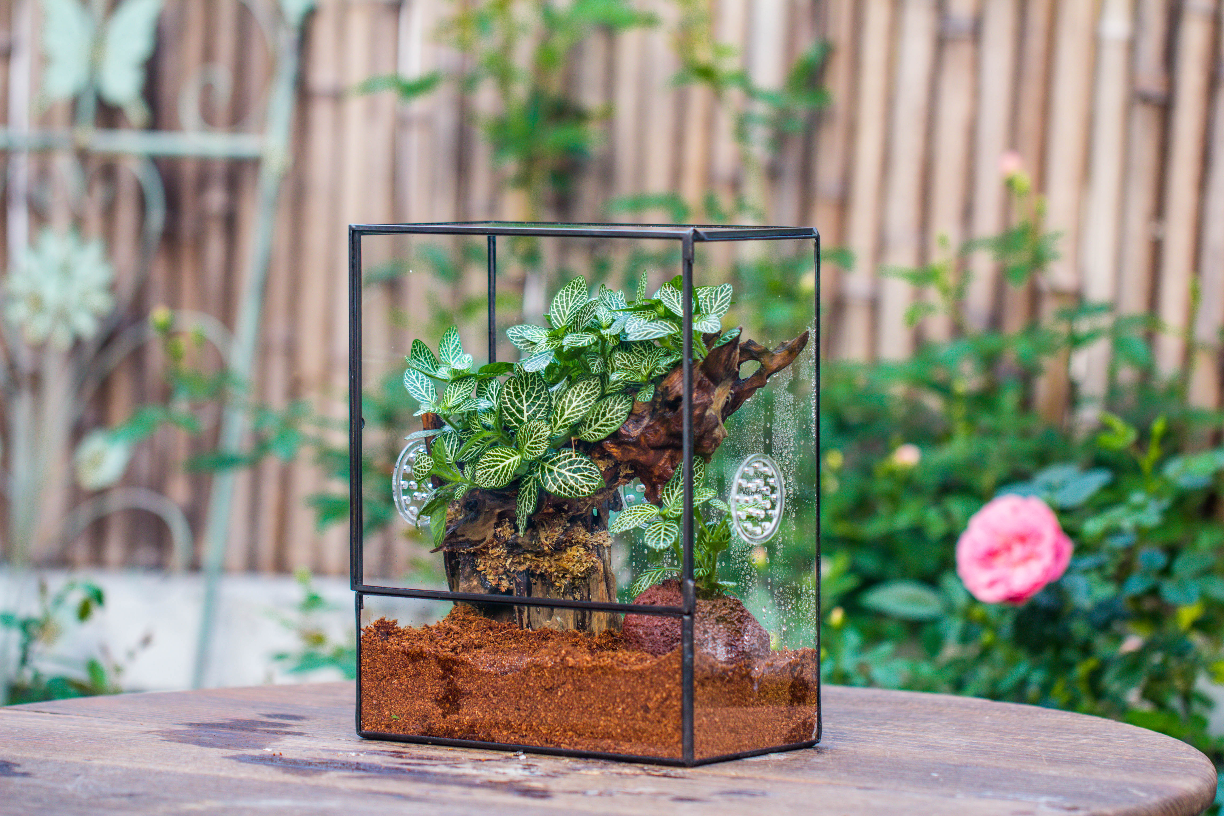 Close Geometric Glass Tin Terrarium with 3 Vents , 8x10" with side door, for insects, snail , spider, micro landscape - NCYPgarden