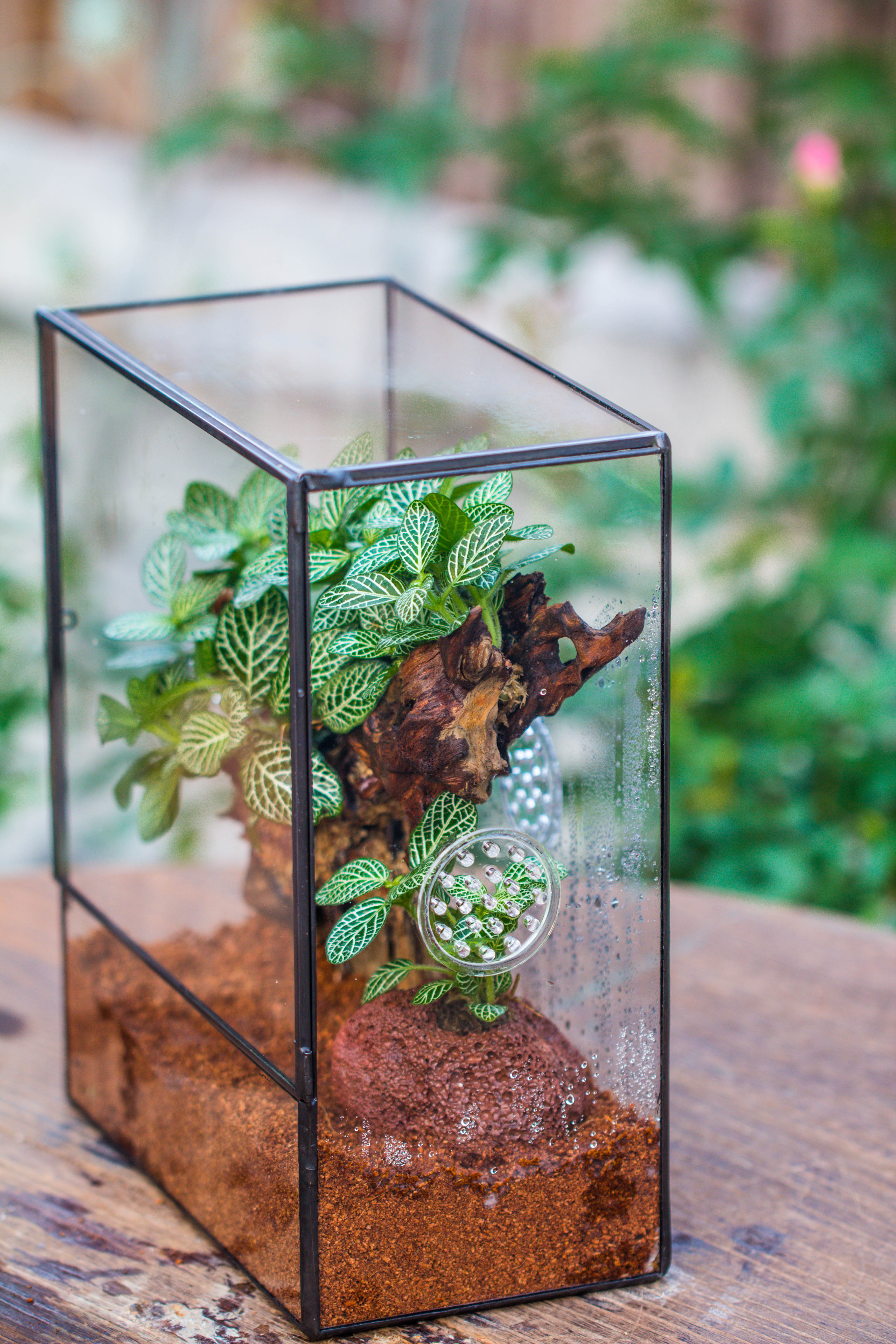 Close Geometric Glass Tin Terrarium with 3 Vents , 8x10" with side door, for insects, snail , spider, micro landscape - NCYPgarden