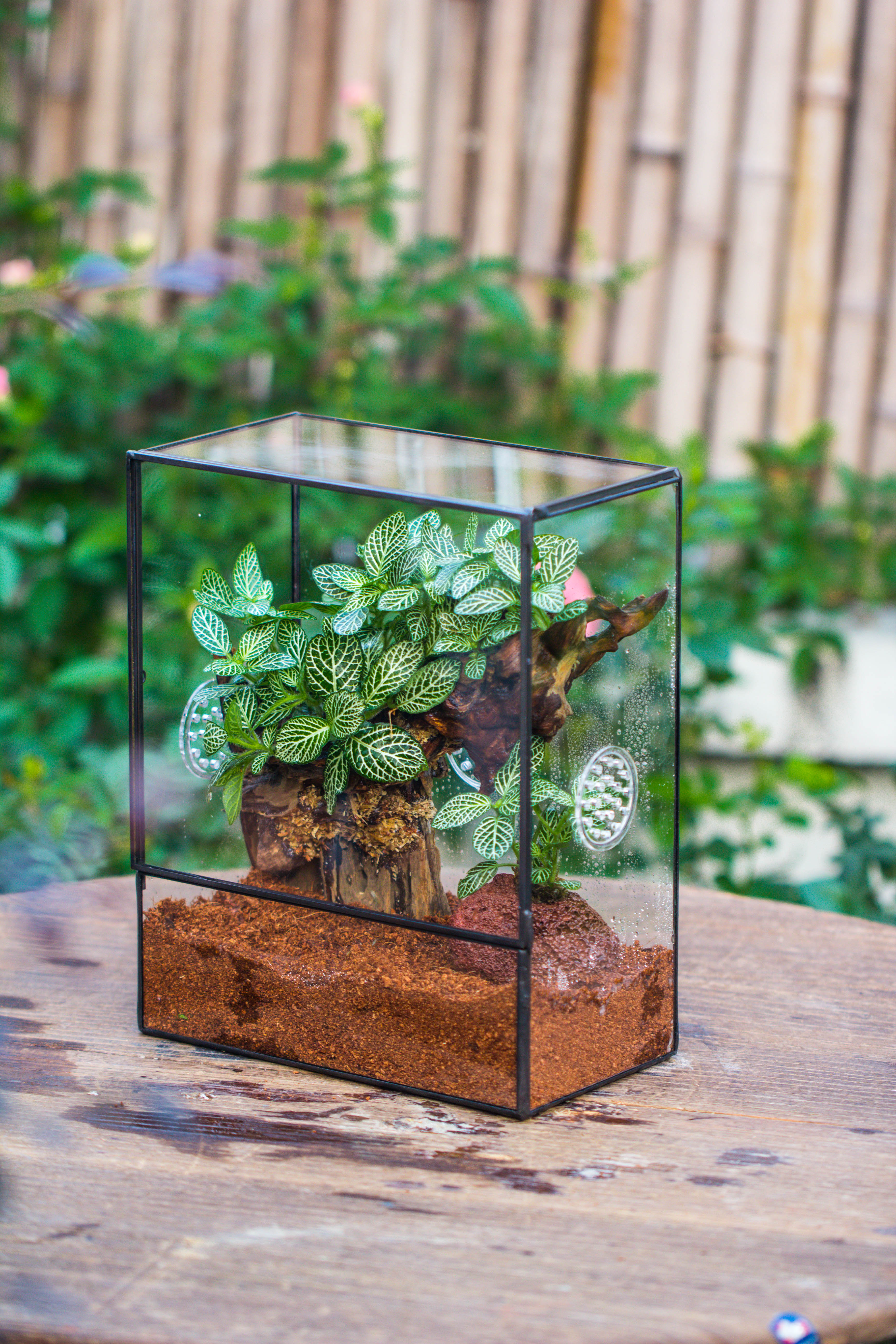 Close Geometric Glass Tin Terrarium with 3 Vents , 8x10" with side door, for insects, snail , spider, micro landscape - NCYPgarden