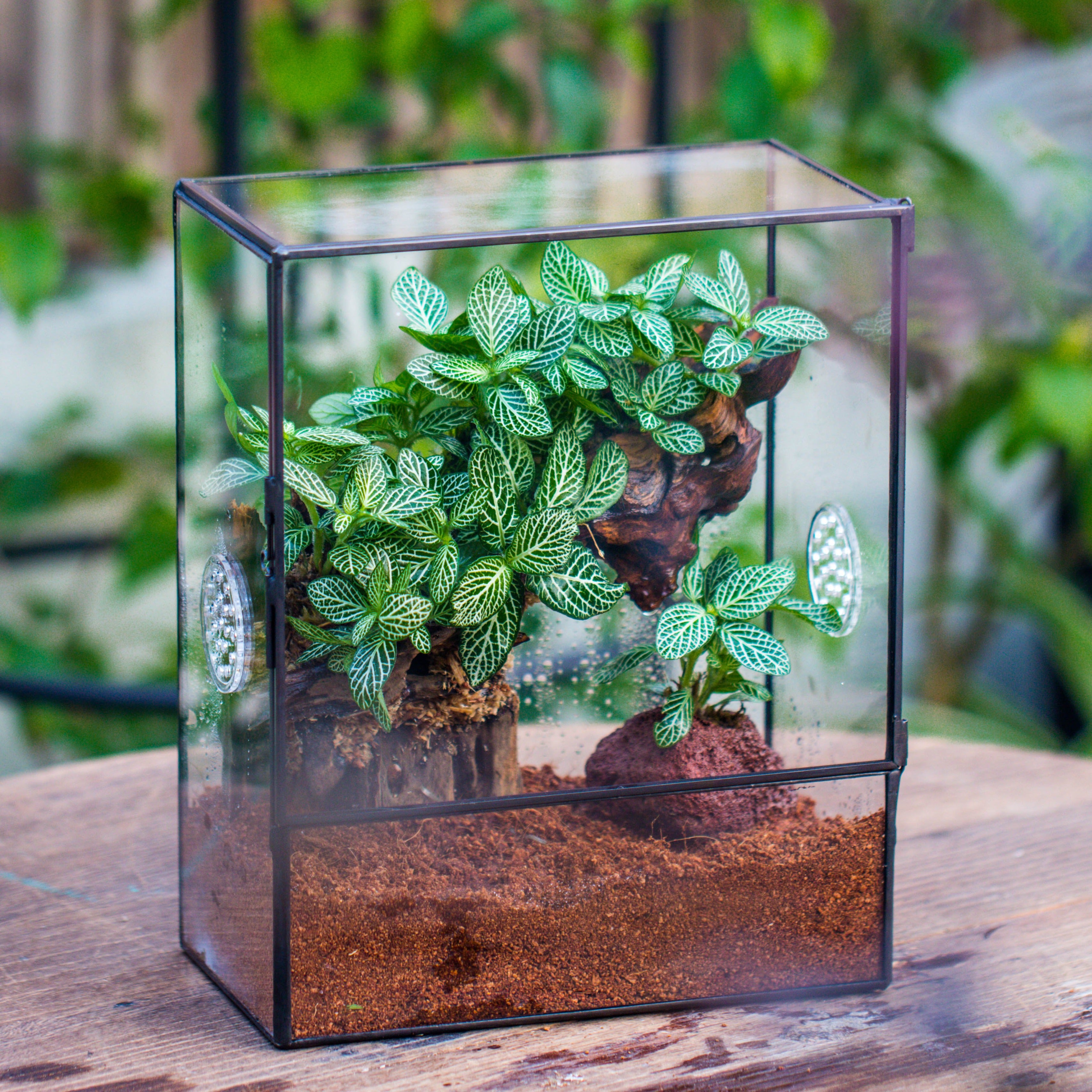 Close Geometric Glass Tin Terrarium with 3 Vents , 8x10" with side door, for insects, snail , spider, micro landscape - NCYPgarden