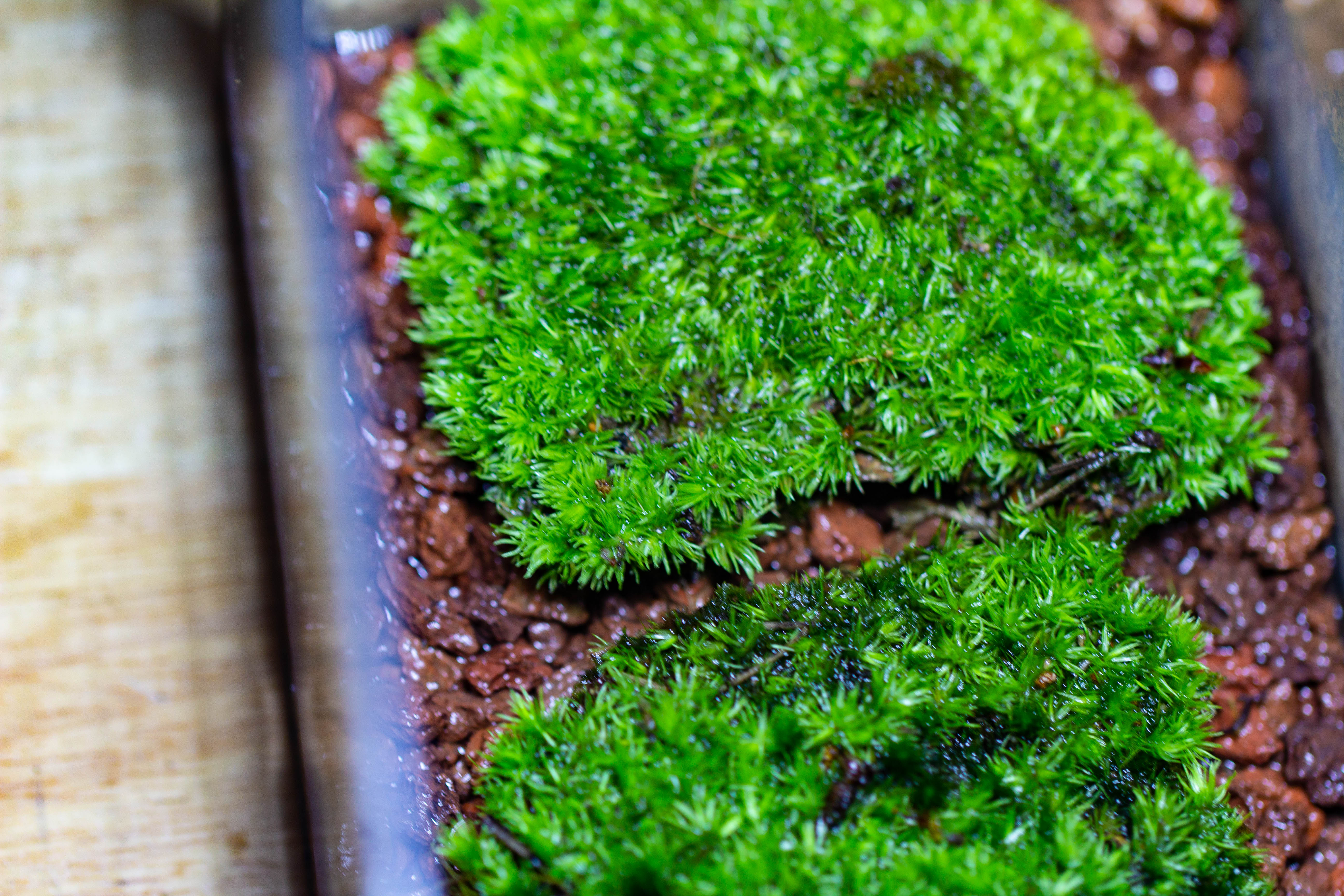 20x30cm  multiple pieces dry Leucobryum moss will regreen, for terrarium, micro landscape - NCYPgarden