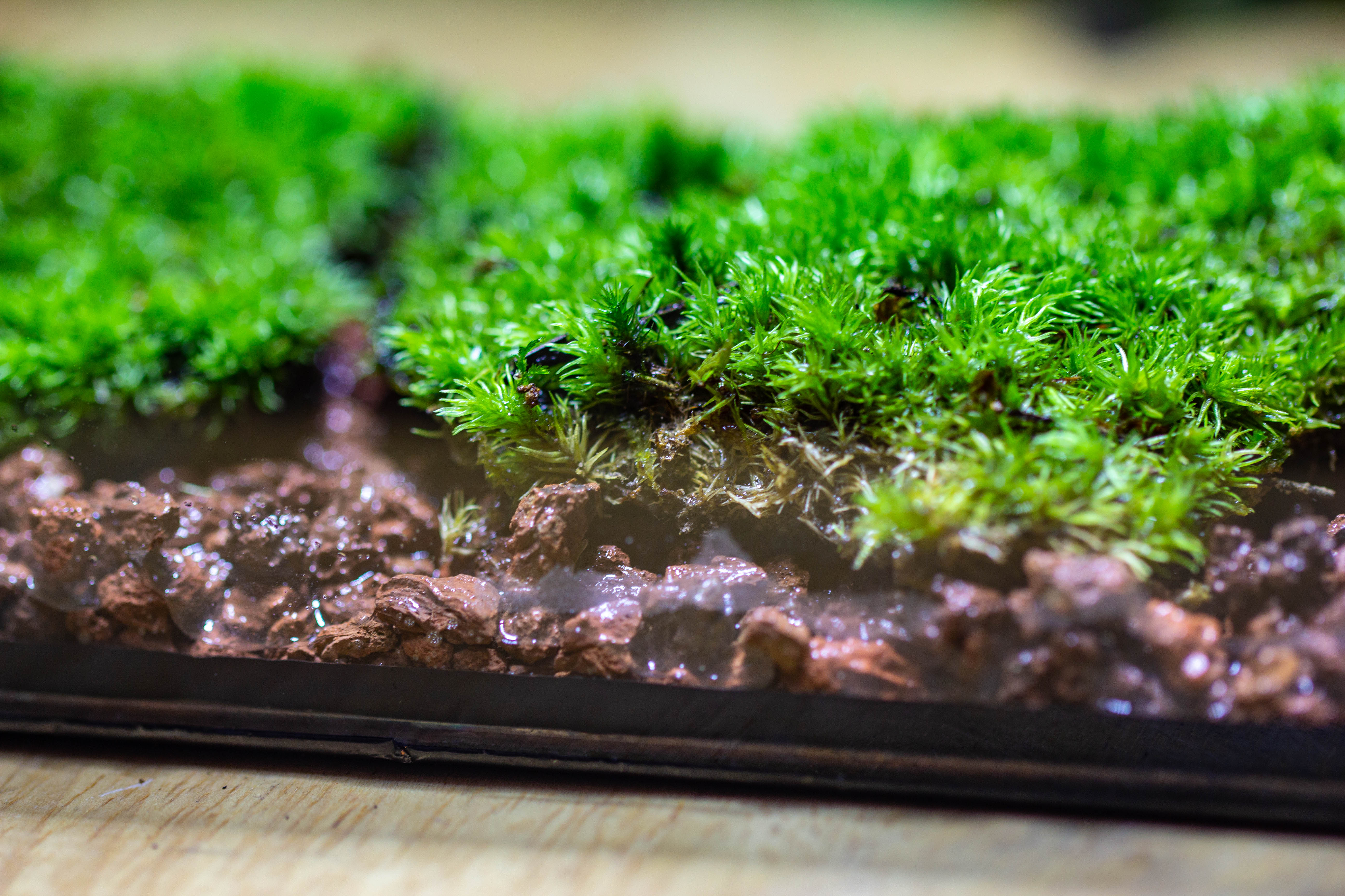 20x30cm  multiple pieces dry Leucobryum moss will regreen, for terrarium, micro landscape - NCYPgarden