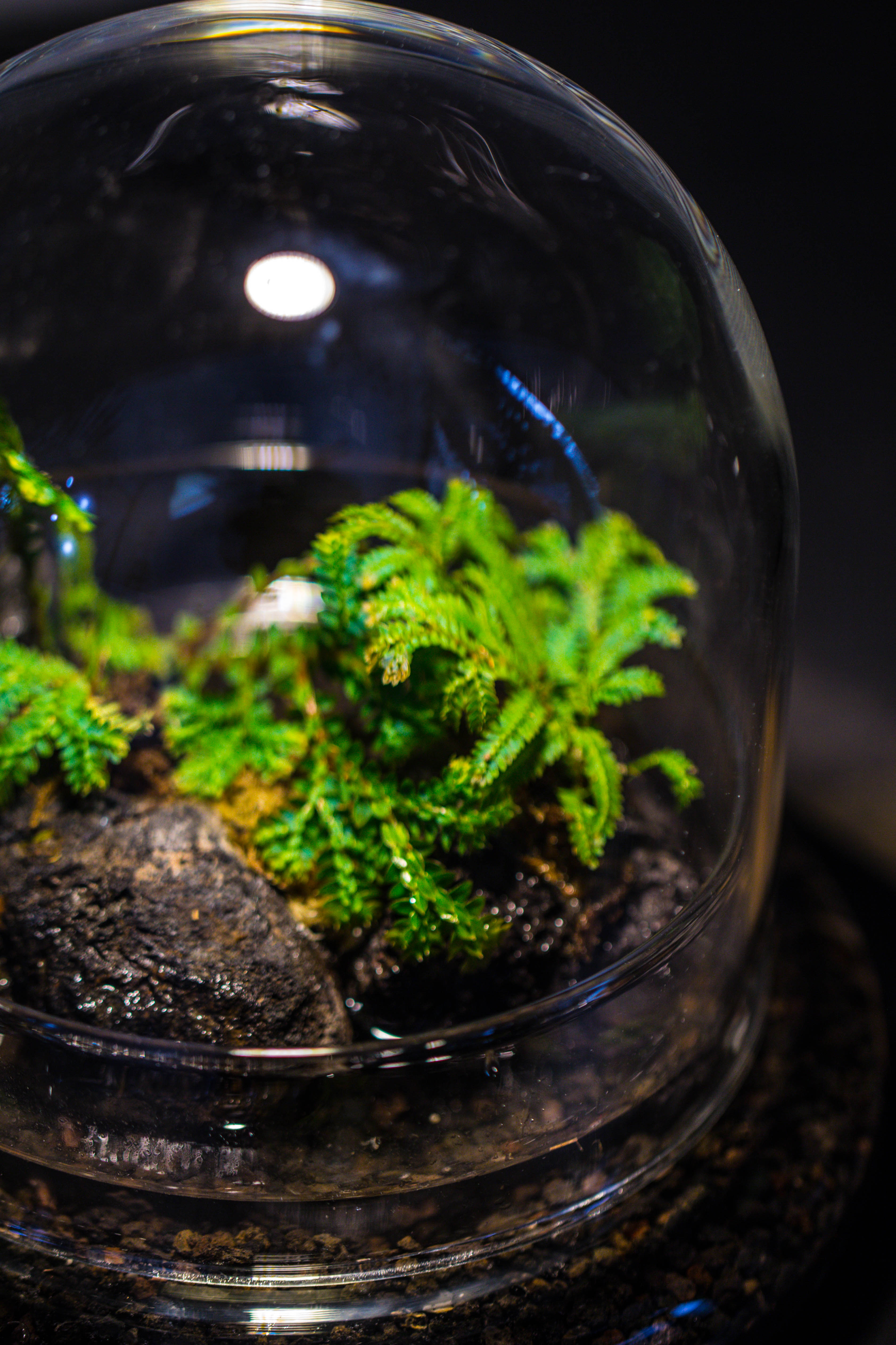 Round Glass Cloche terrarium 12 cm diameter x 12cm height with matching Warm White Spot LED grow Light and base set - NCYPgarden