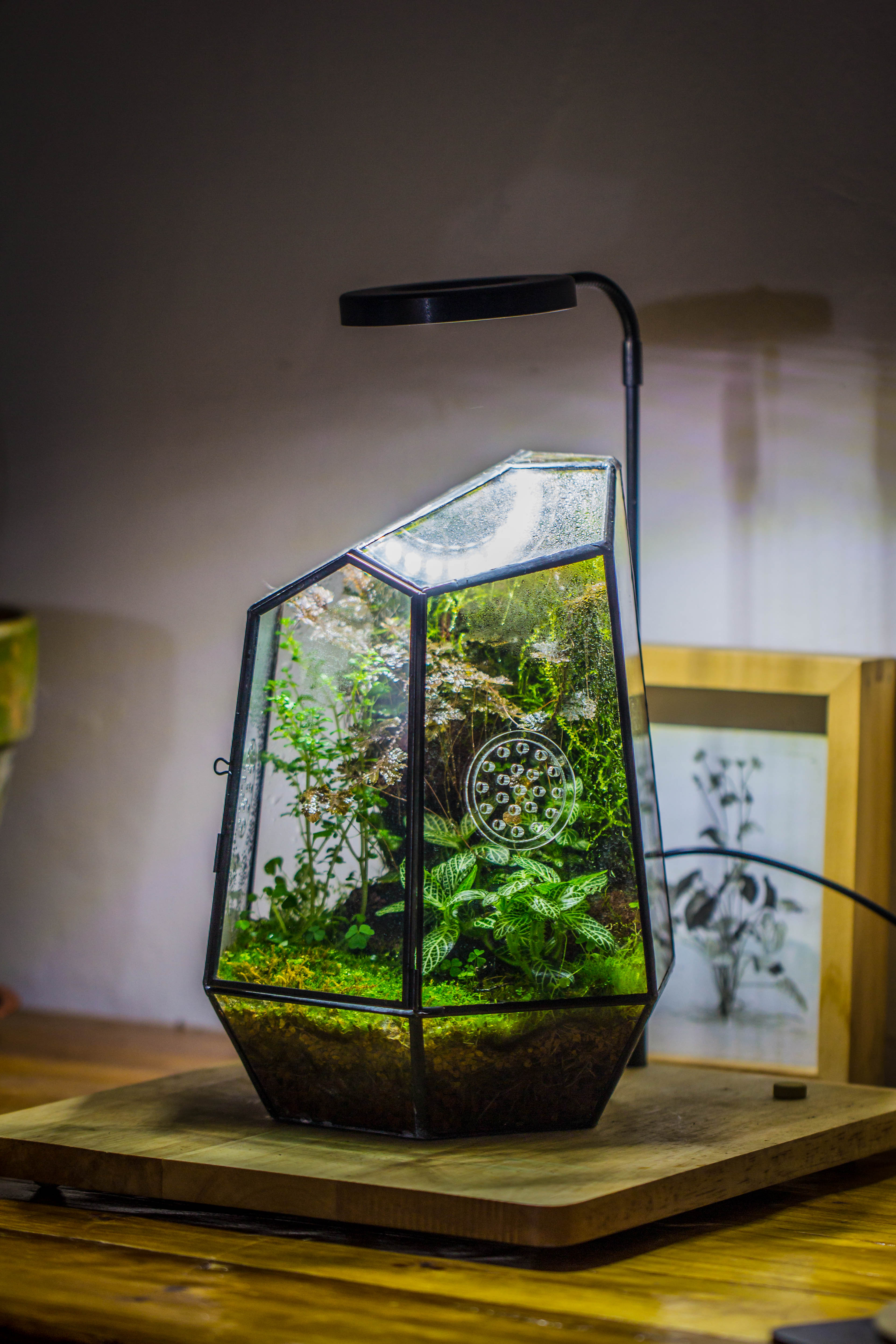 Cylinder Geometric Glass Terrarium by Kraftzon for succulent, cactus, fern plants and good moss