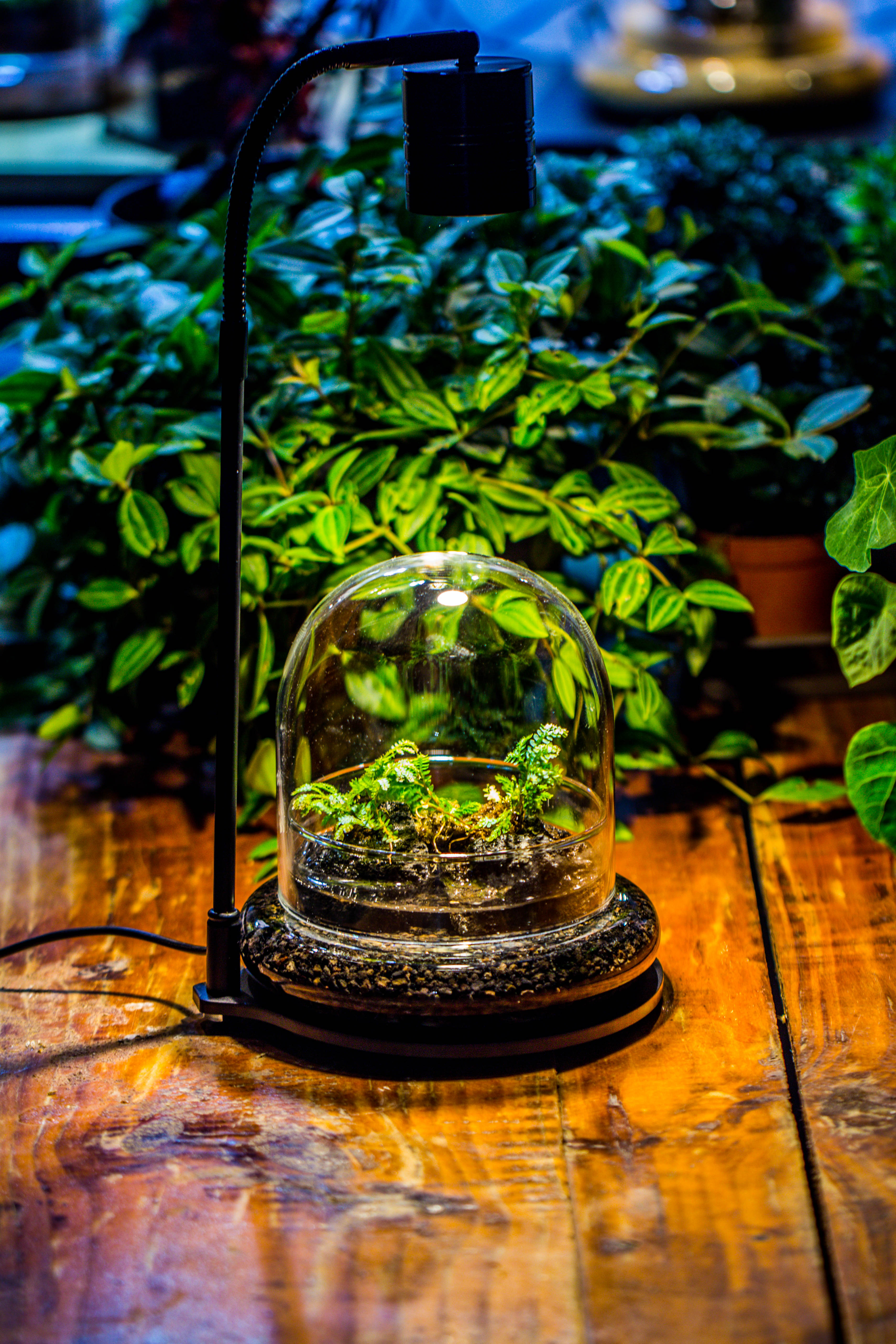 Round Glass Cloche terrarium 12 cm diameter x 12cm height with matching Warm White Spot LED grow Light and base set - NCYPgarden