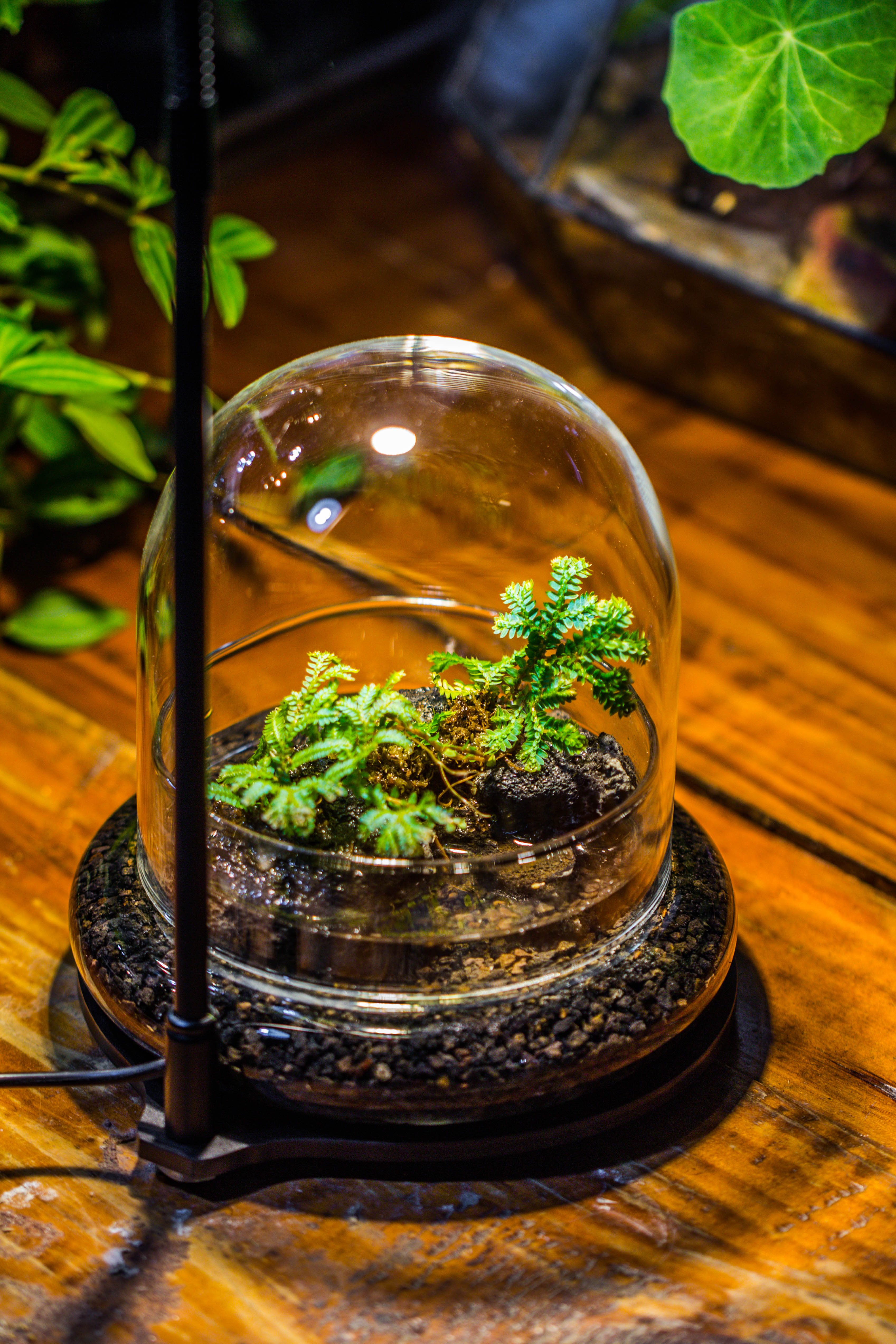 Round Glass Cloche terrarium 12 cm diameter x 12cm height with matching Warm White Spot LED grow Light and base set - NCYPgarden