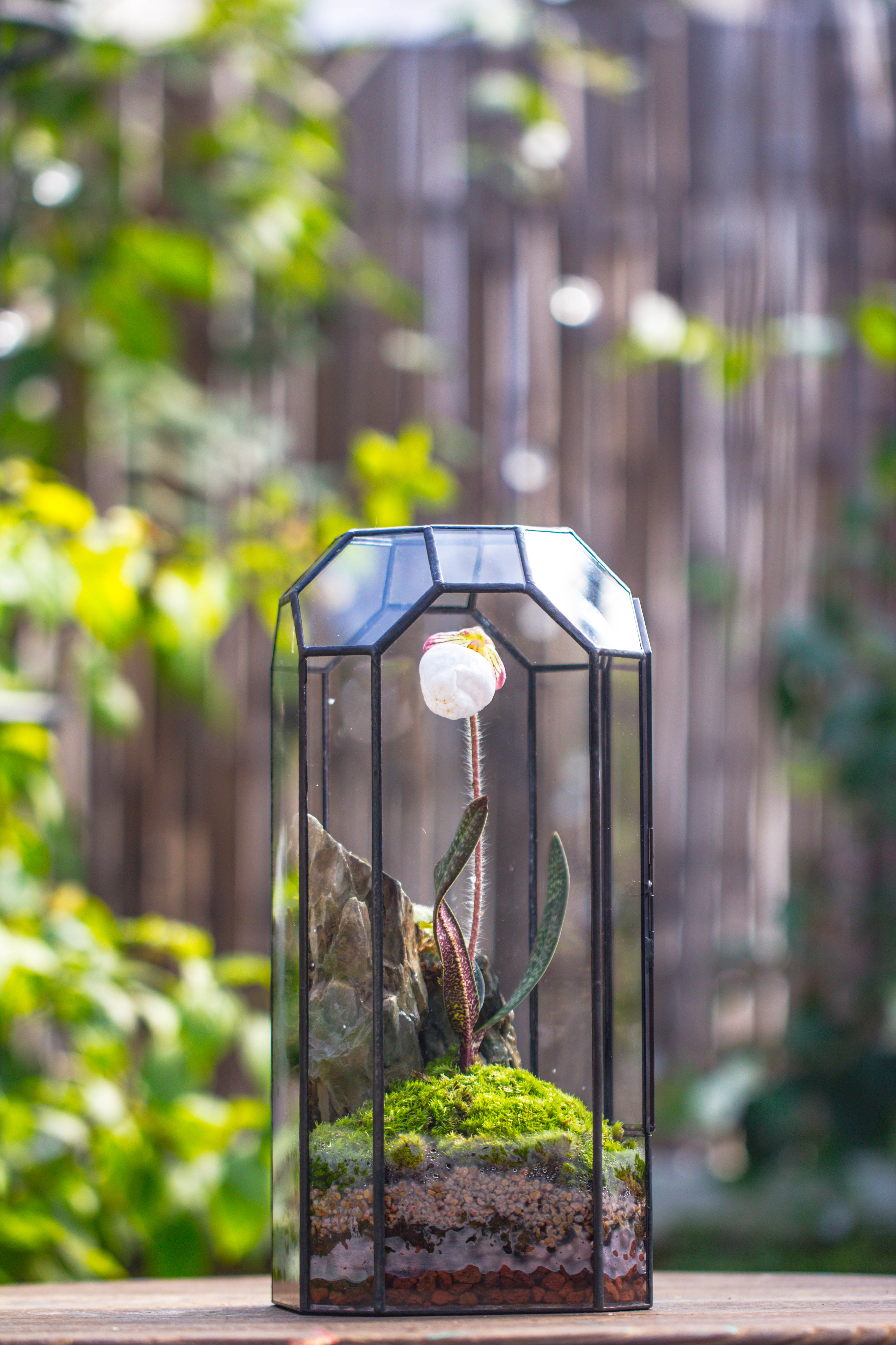 Vintage Tall Octagon Geometric Tin Glass Terrarium , 12.6" , close, suitable for tall plants, orchid, small begonia Pitcher, Micro landscape - NCYPgarden