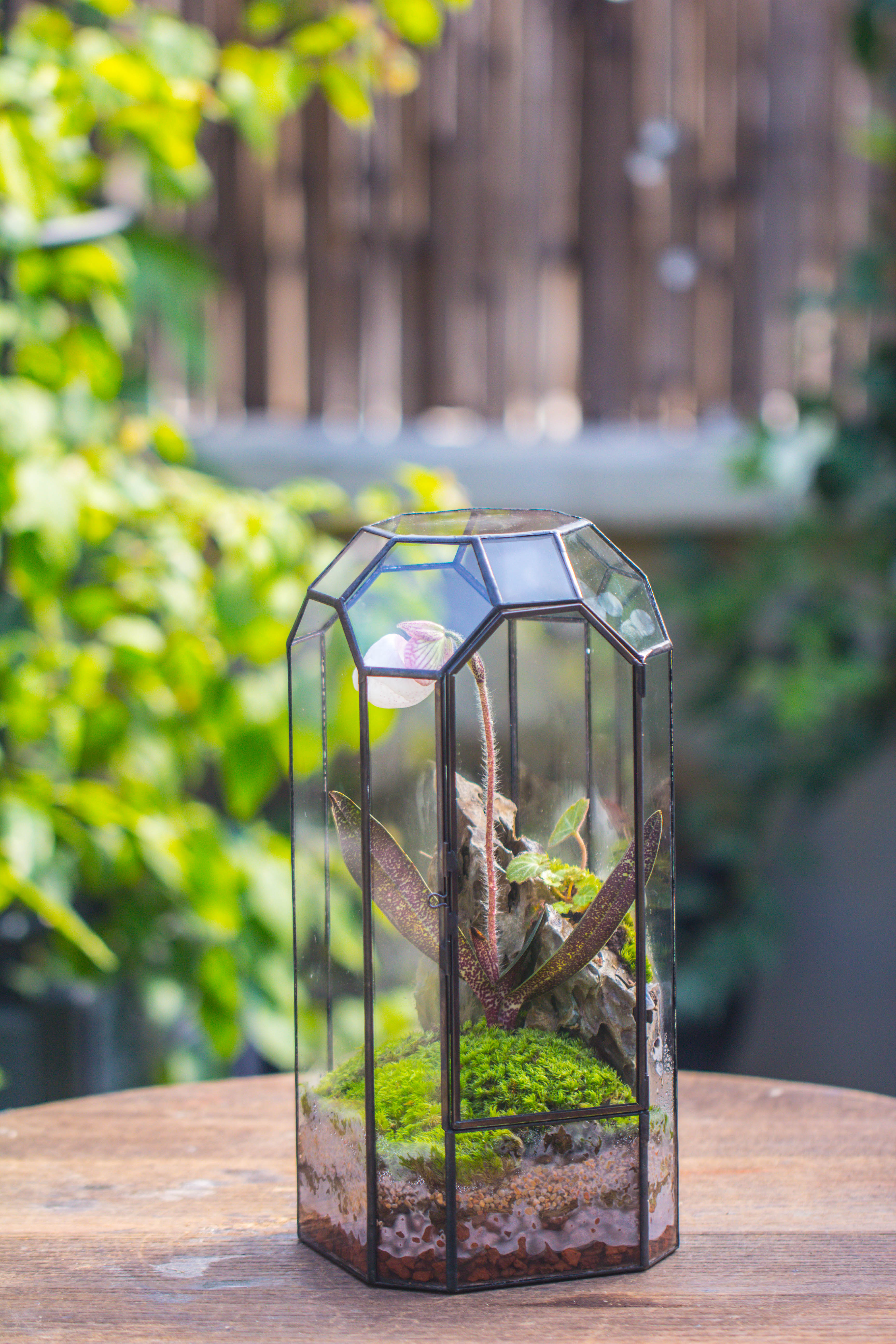 Vintage Tall Octagon Geometric Tin Glass Terrarium , 12.6" , close, suitable for tall plants, orchid, small begonia Pitcher, Micro landscape - NCYPgarden