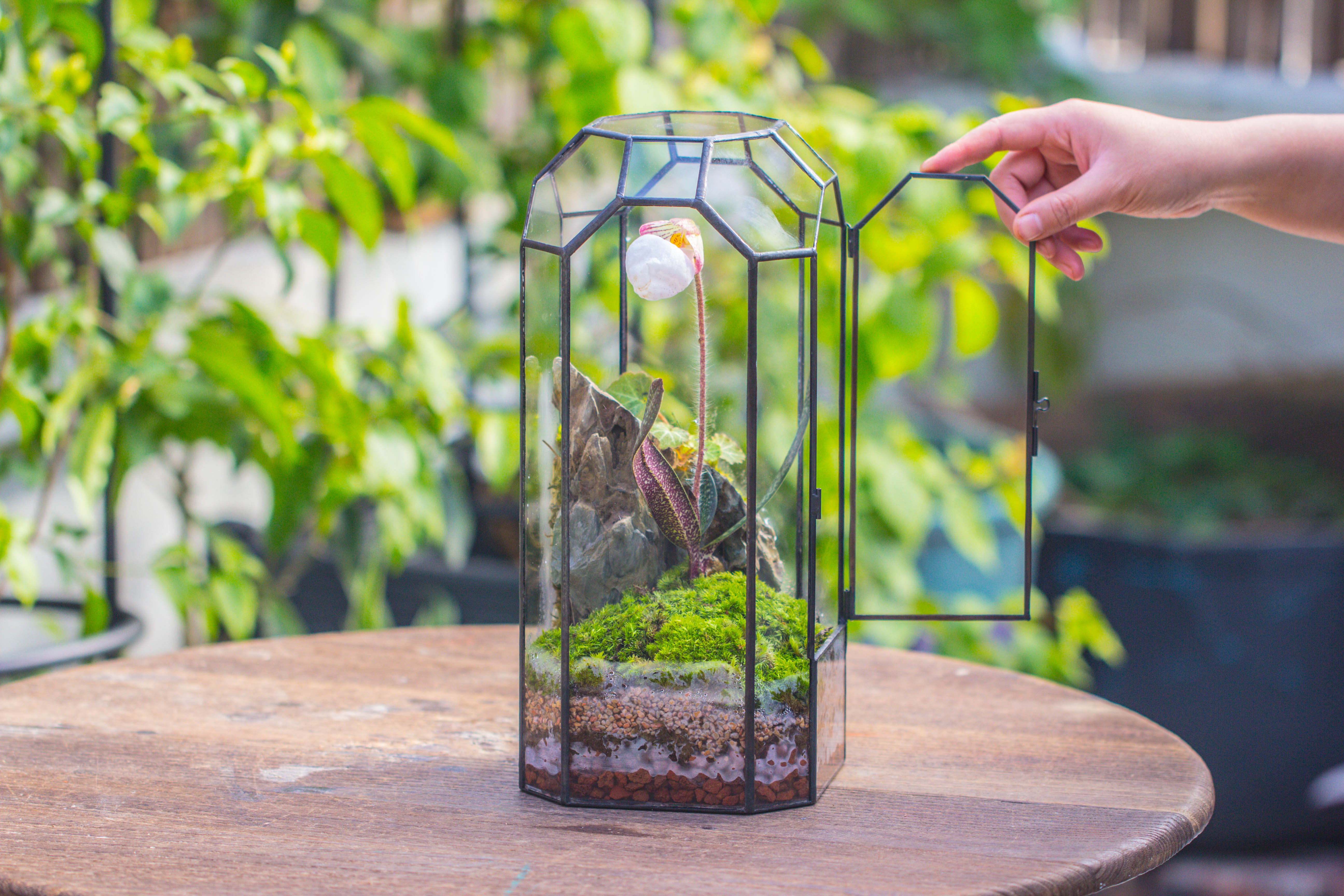 Vintage Tall Octagon Geometric Tin Glass Terrarium , 12.6" , close, suitable for tall plants, orchid, small begonia Pitcher, Micro landscape - NCYPgarden