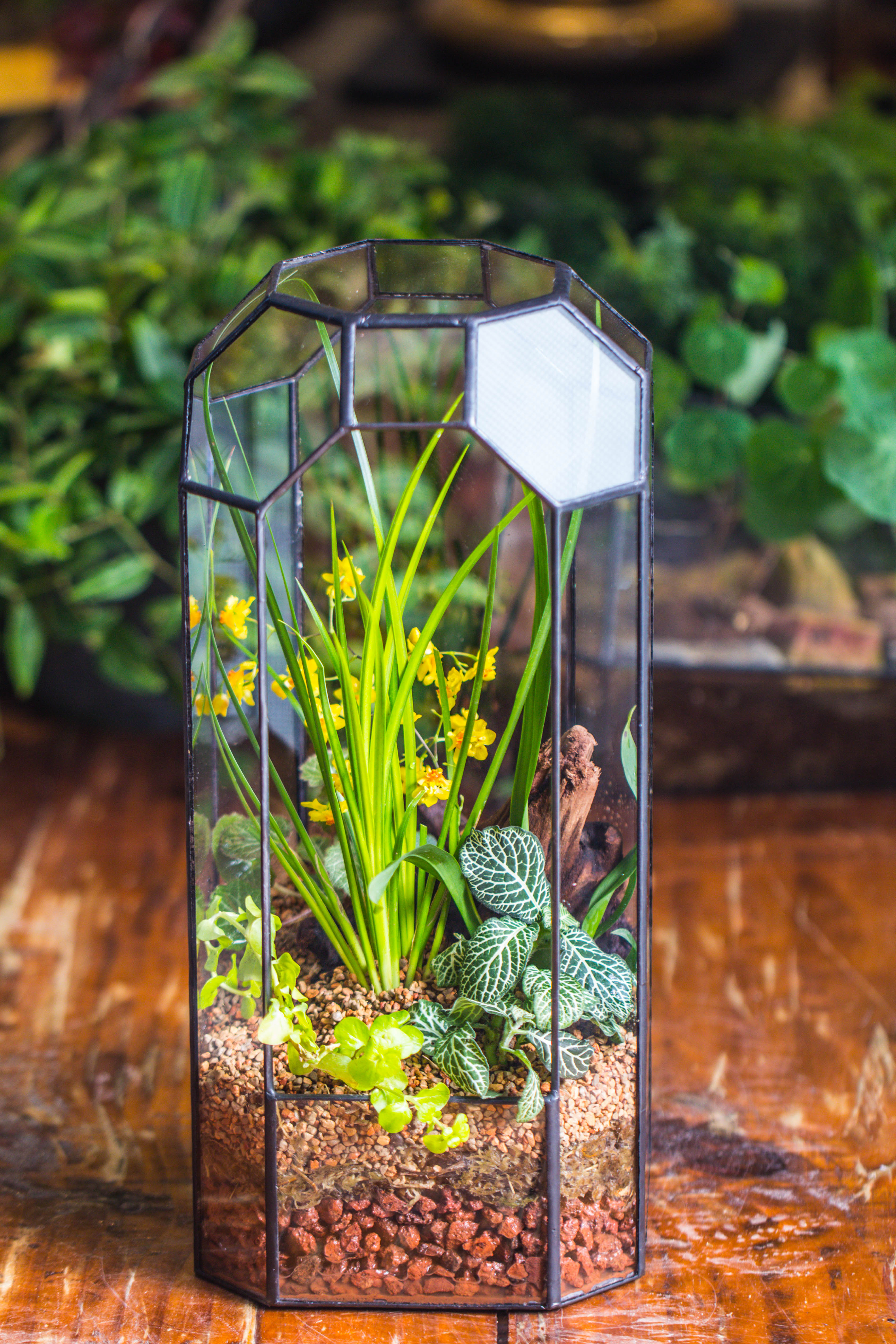 Vintage Tall Octagon Geometric Tin Glass Terrarium , 12.6" , open, suitable for tall plants, orchid, small begonia Pitcher, Micro landscape - NCYPgarden