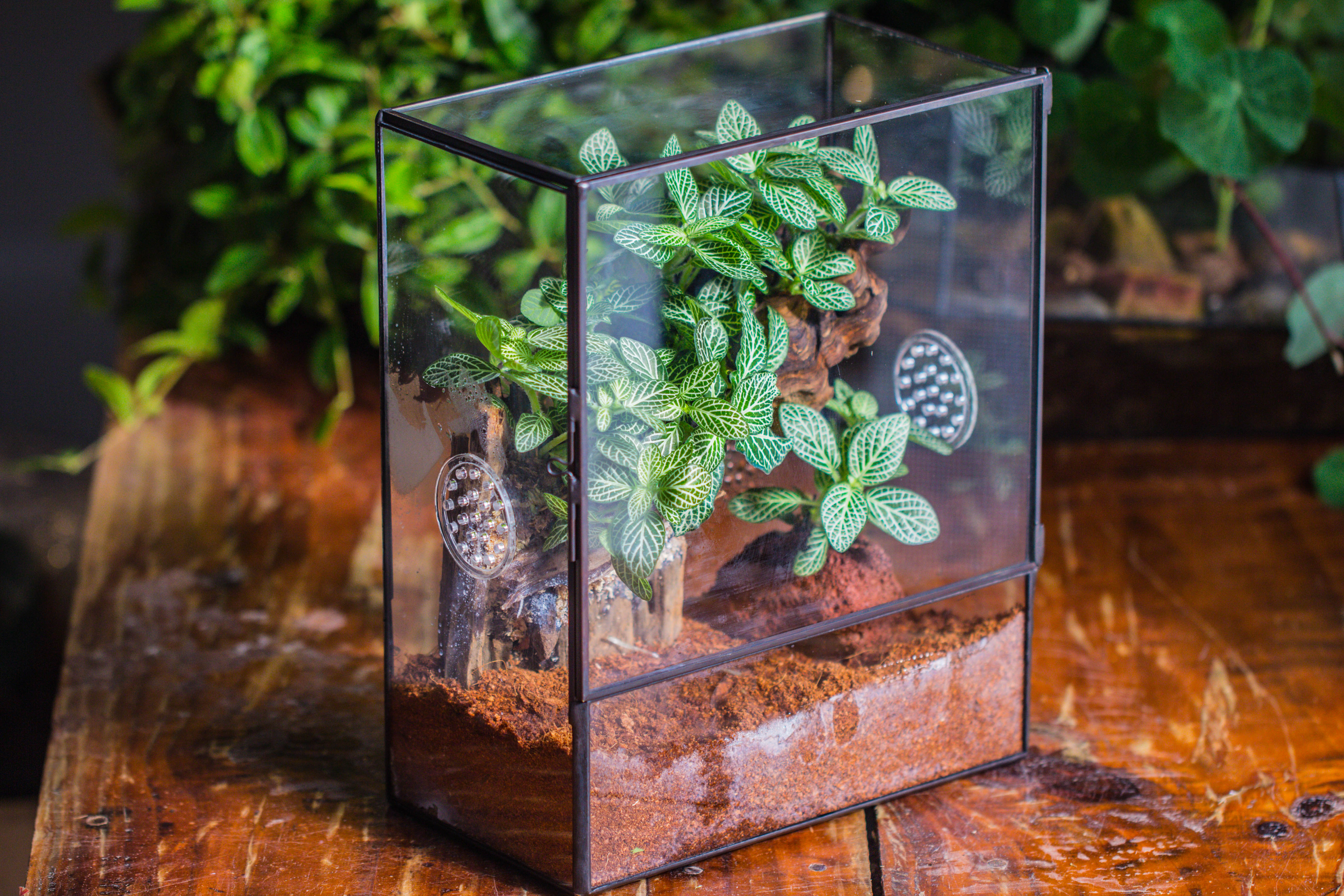 Close Geometric Glass Tin Terrarium with 3 Vents , 8x10" with side door, for insects, snail , spider, micro landscape - NCYPgarden