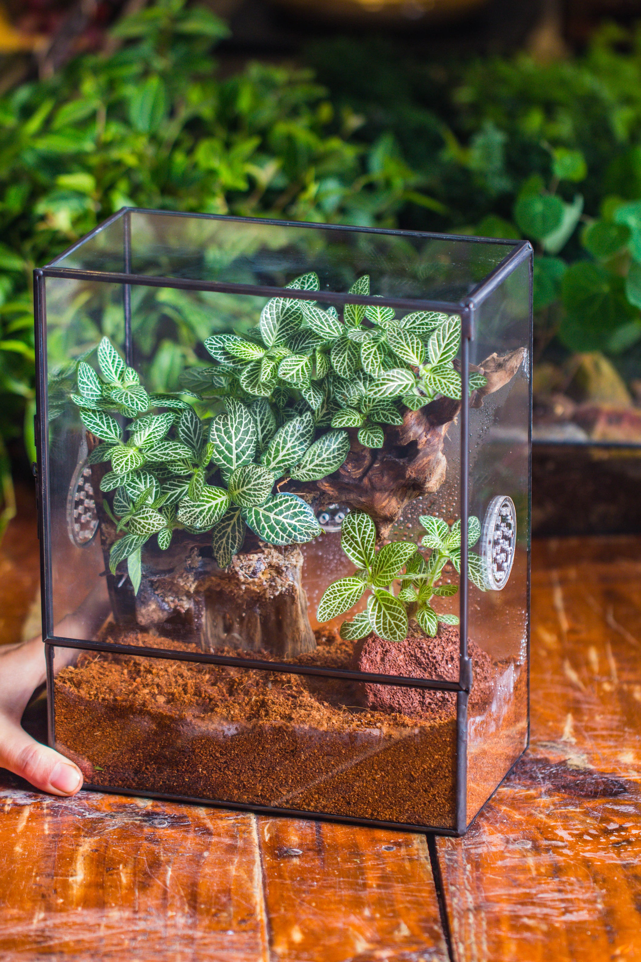 Glass Tin Terrarium with 3 Vents for insect, snail — NCYPgarden