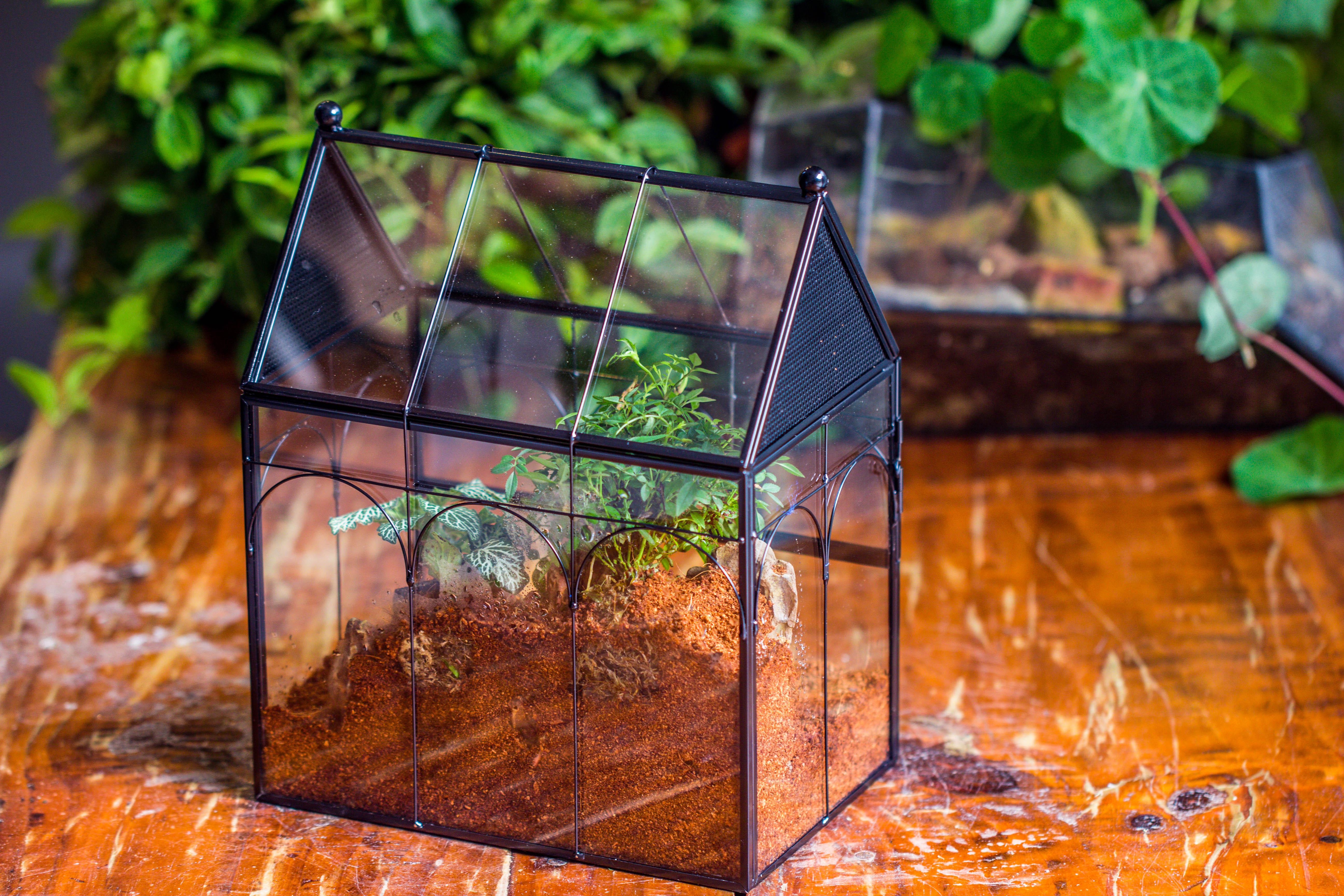 Handmade Terrarium with Light, House Shape Glass Geometric Terrarium with LED Light Set, Wooden Base, Jumping Spider Terrarium,Gift for Dad - NCYPgarden