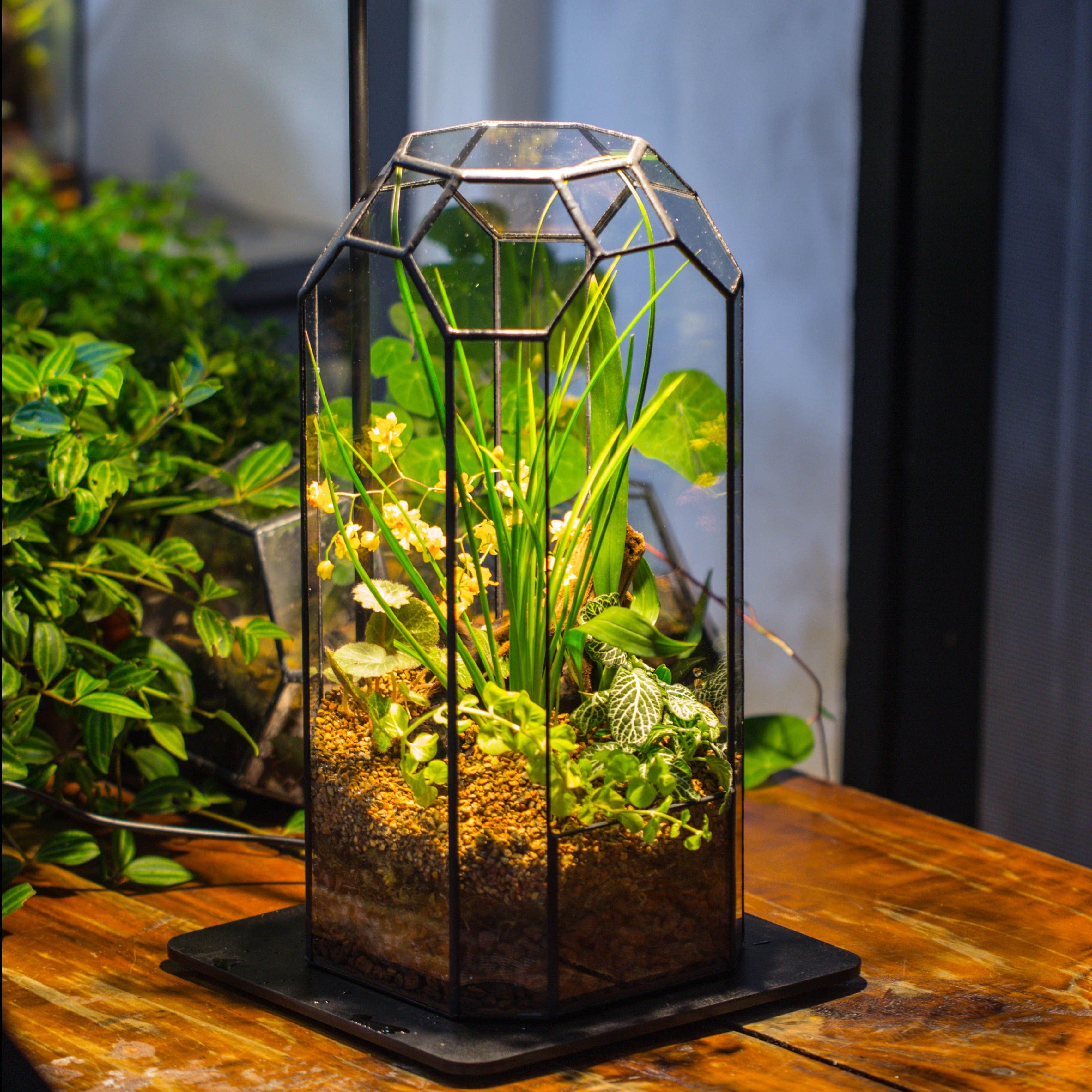 Vintage Tall Octagon Geometric Tin Glass Terrarium , 12.6" , open, suitable for tall plants, orchid, small begonia Pitcher, Micro landscape   -with warm light set - NCYPgarden