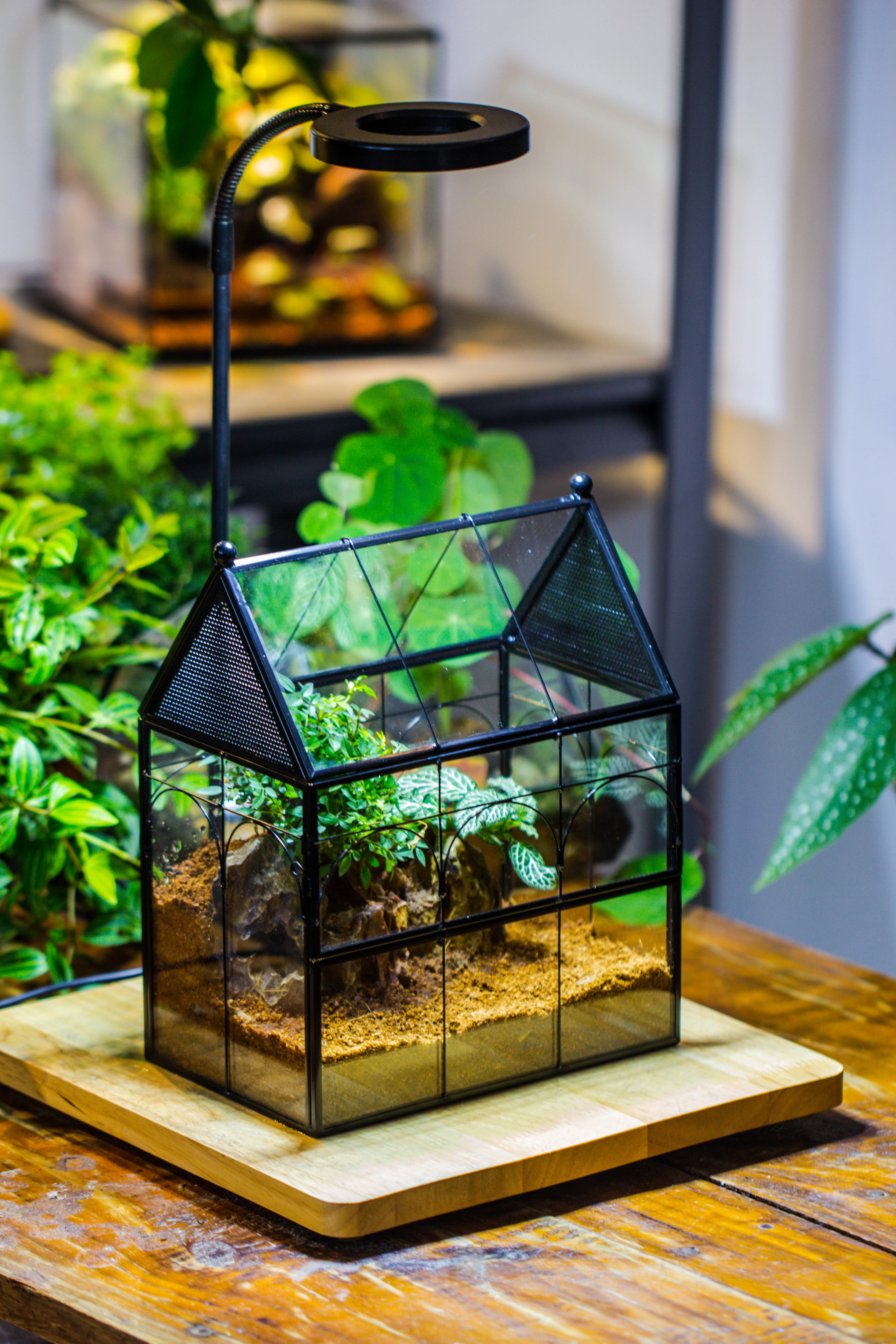 NCYP Vintage House Shape Tin and Glass Geometric Terrarium, with side door, with Mesh / vent holes for small Insects Pet - NCYPgarden