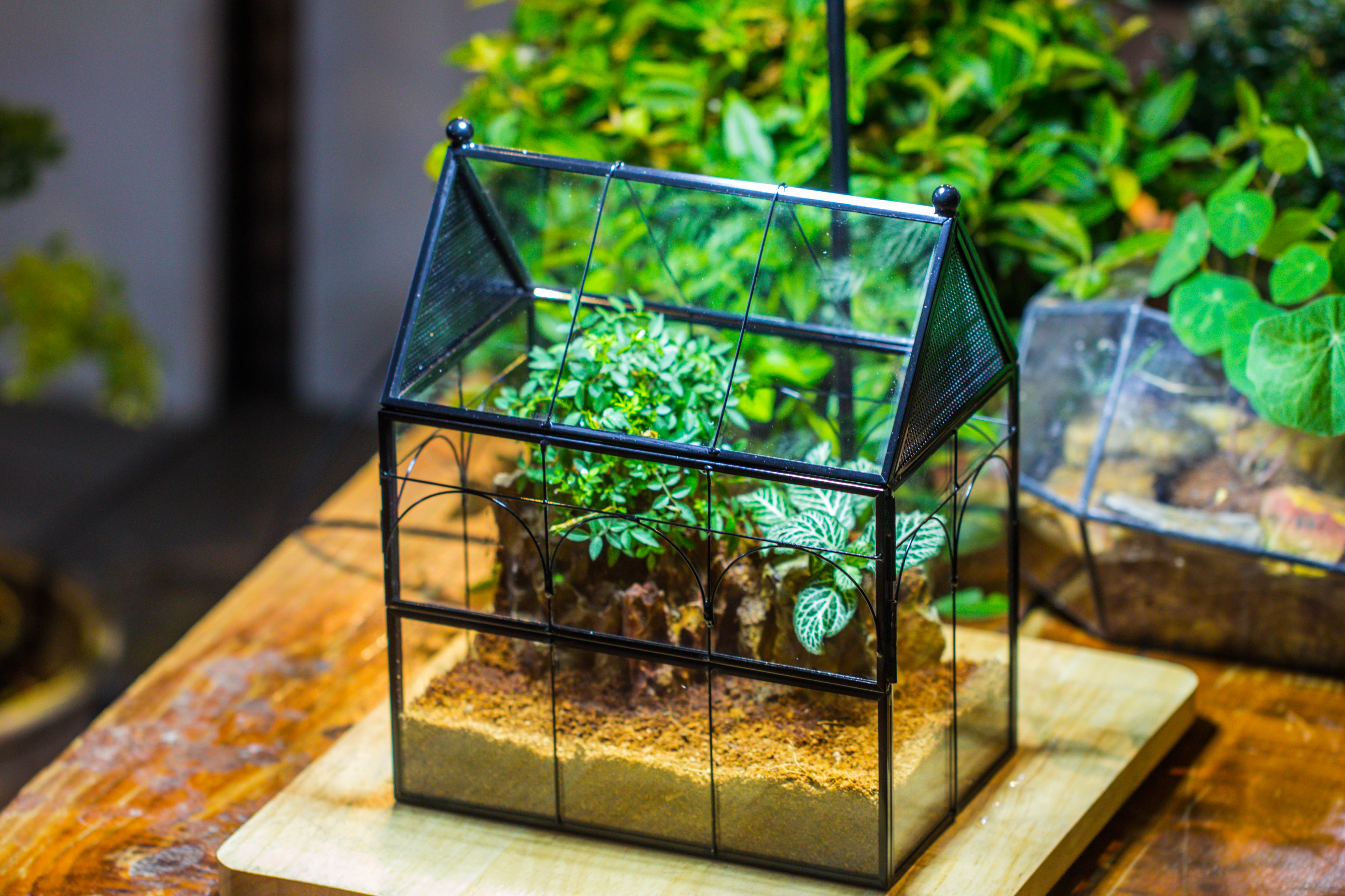 NCYP Vintage House Shape Tin and Glass Geometric Terrarium, with side door, with Mesh / vent holes for small Insects Pet - NCYPgarden