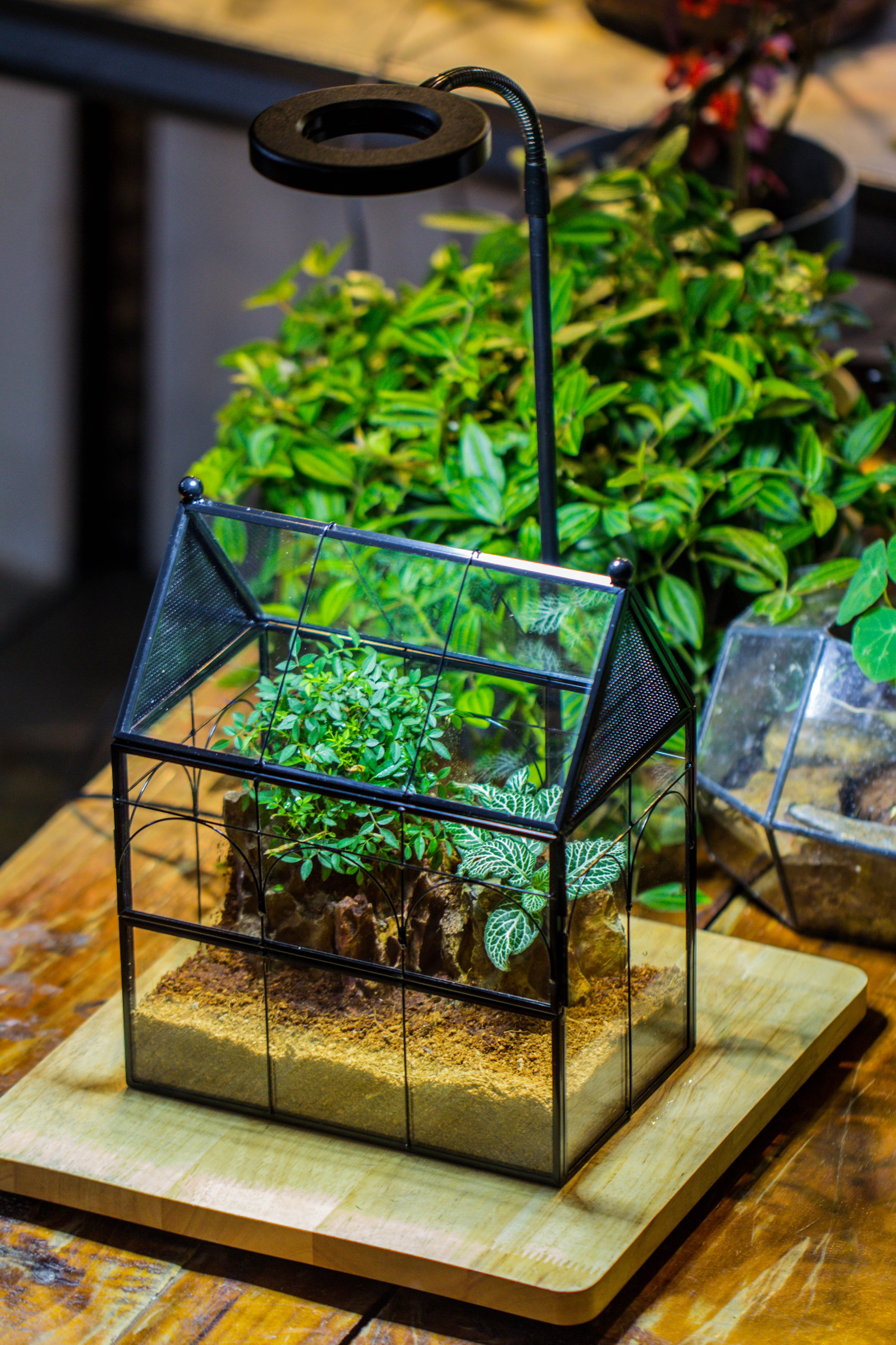 Handmade Terrarium with Light, House Shape Glass Geometric Terrarium with LED Light Set, Wooden Base, Jumping Spider Terrarium,Gift for Dad - NCYPgarden