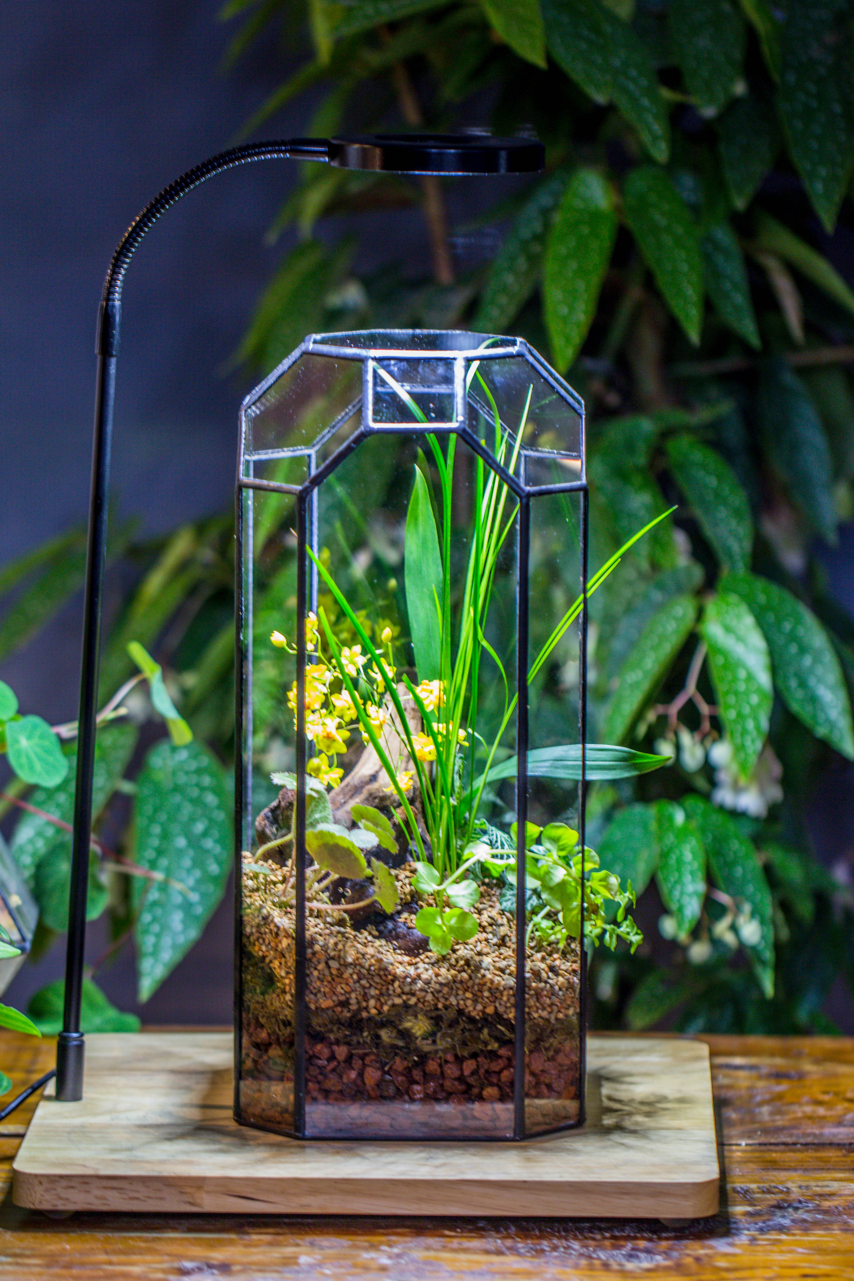 Vintage Tall Octagon Geometric Tin Glass Terrarium , 12.6" , open, suitable for tall plants, orchid, small begonia Pitcher, Micro landscape - NCYPgarden