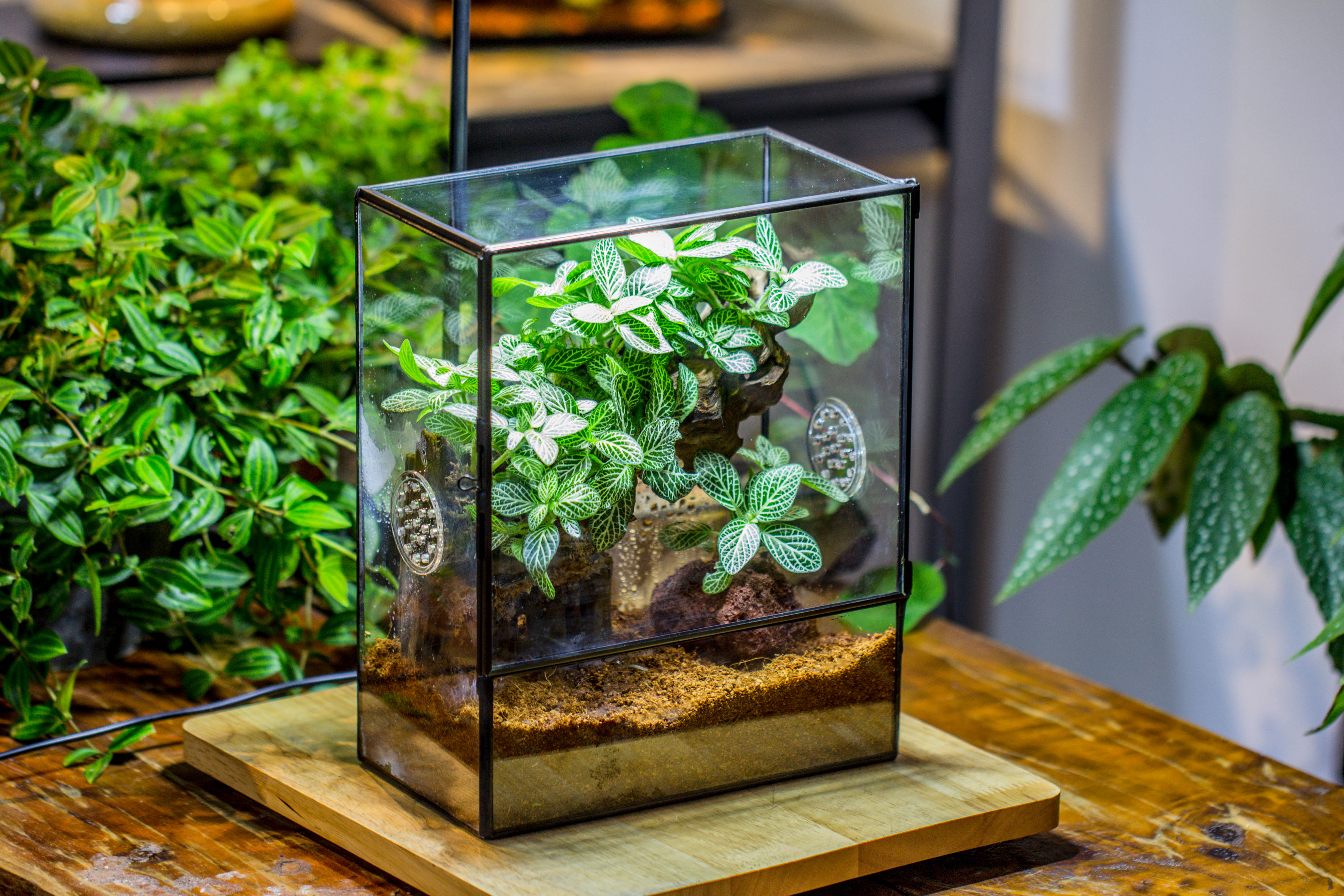 Close Geometric Glass Tin Terrarium with 3 Vents , 8x10" with side door, for insects, snail , spider, micro landscape - NCYPgarden