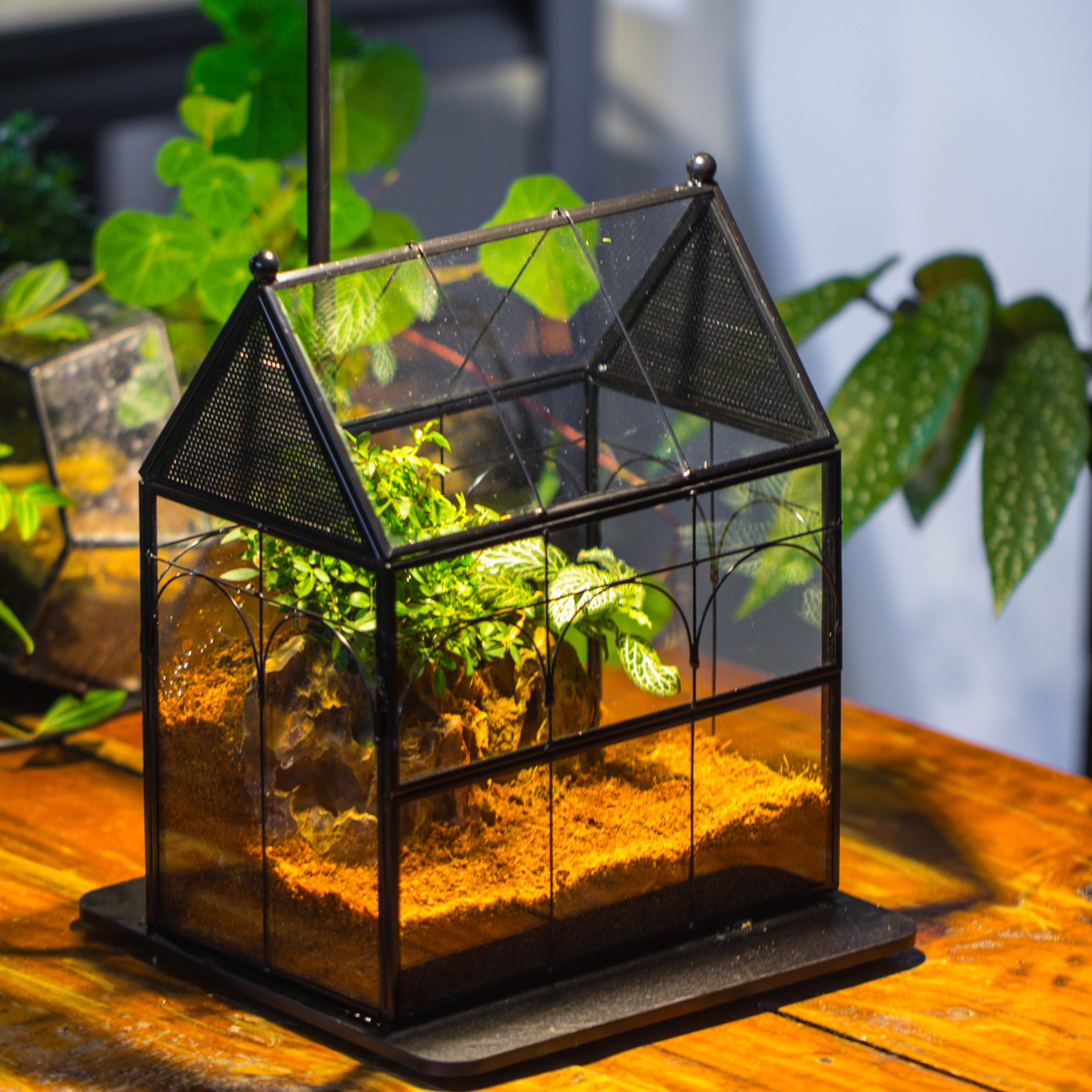 NCYP Vintage House Shape Tin and Glass Geometric Terrarium, with side door, with Mesh / vent holes for small Insects Pet - NCYPgarden