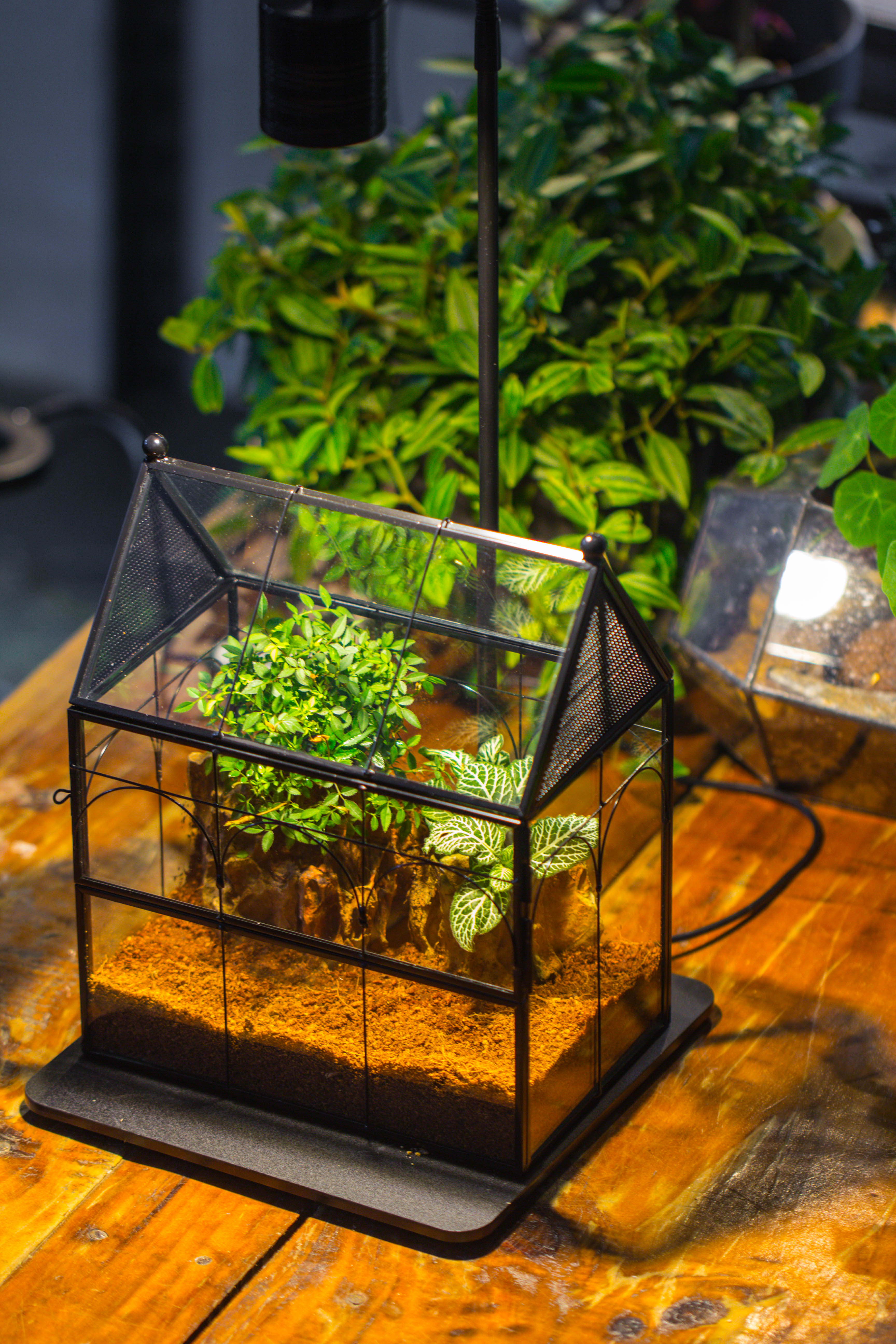 Handmade Terrarium with Light, House Shape Glass Geometric Terrarium with LED Light Set, Wooden Base, Jumping Spider Terrarium,Gift for Dad - NCYPgarden