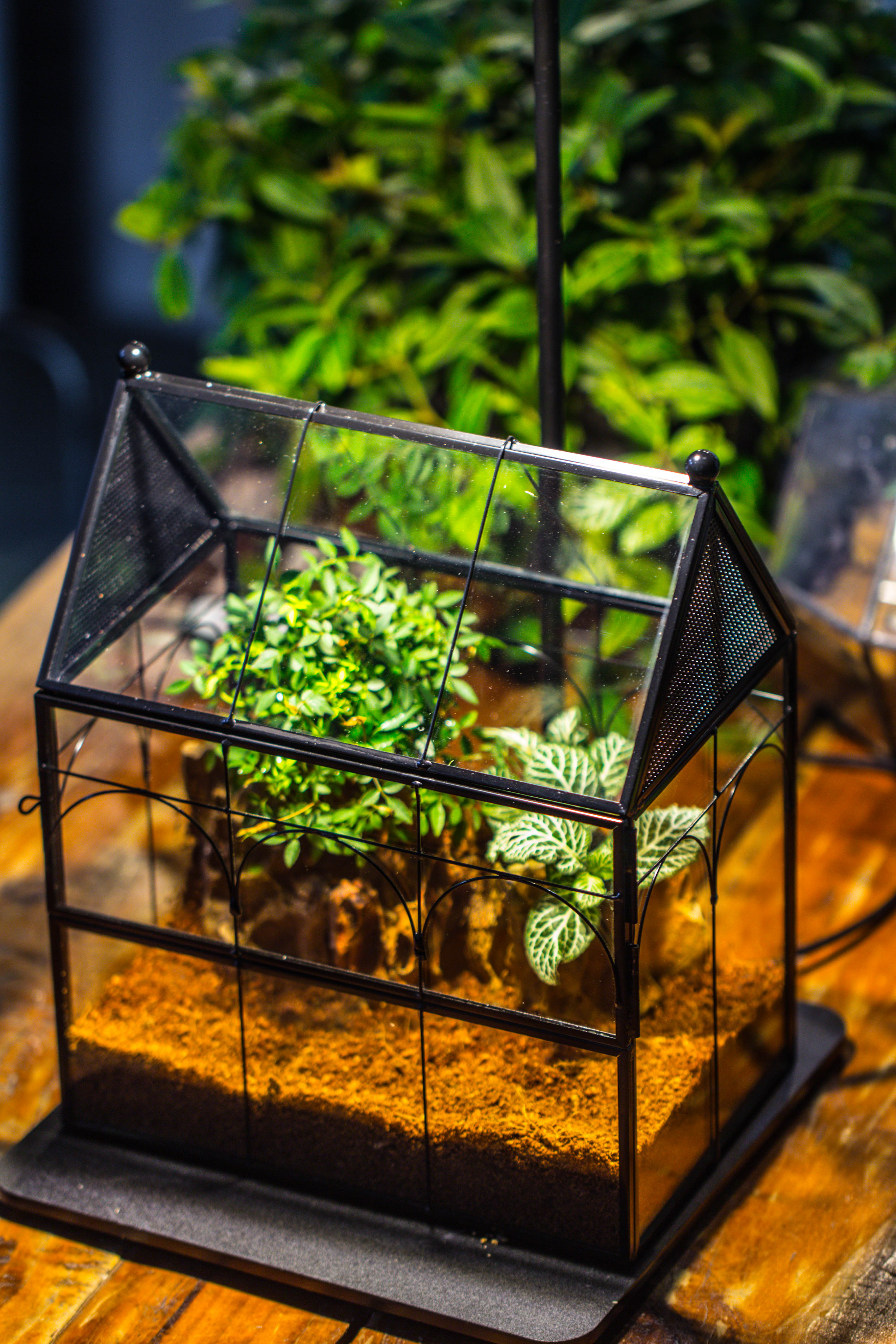 Handmade Terrarium with Light, House Shape Glass Geometric Terrarium with LED Light Set, Wooden Base, Jumping Spider Terrarium,Gift for Dad - NCYPgarden