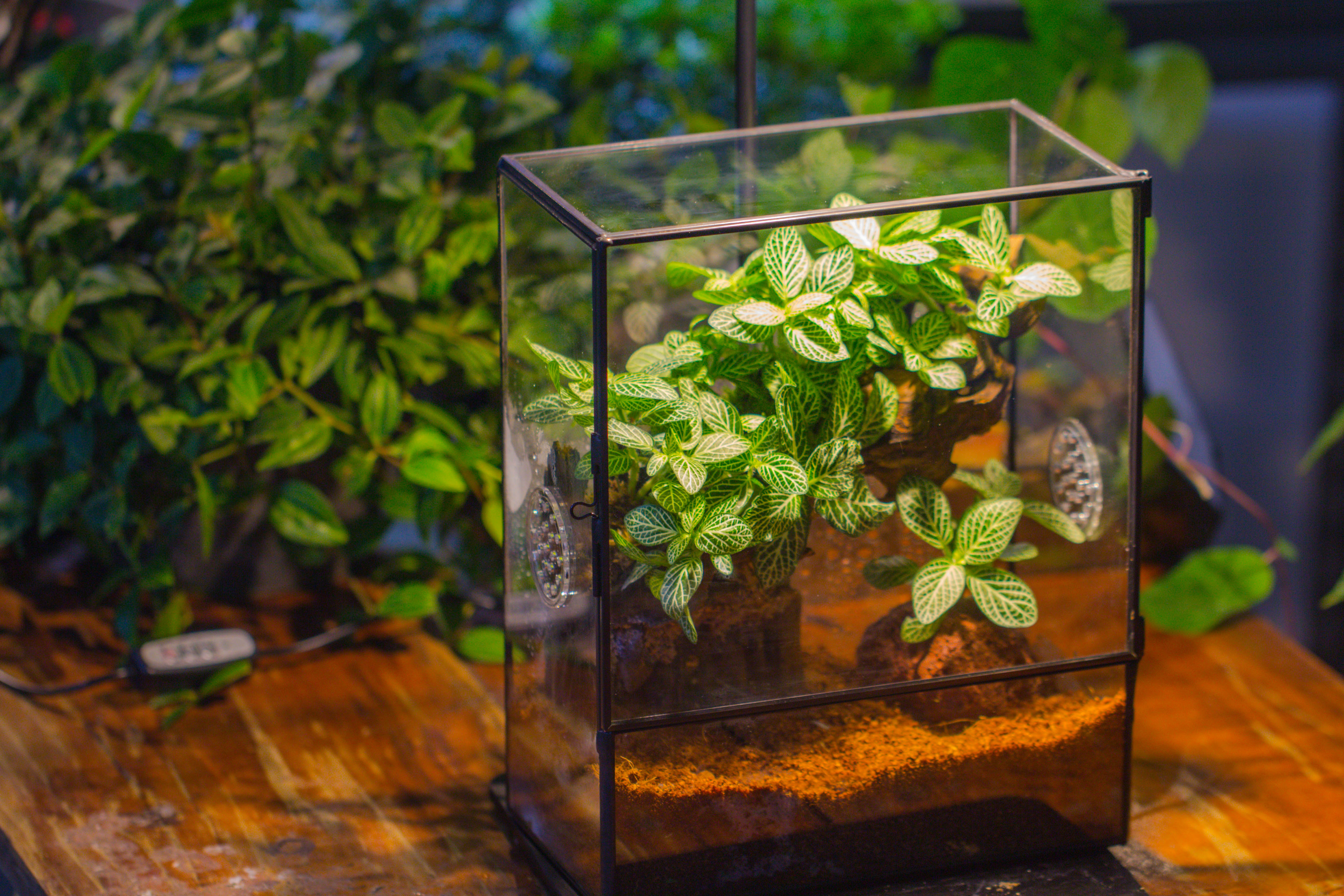 Close Geometric Glass Tin Terrarium with 3 Vents , 8x10" with side door, for insects, snail , spider, micro landscape - NCYPgarden