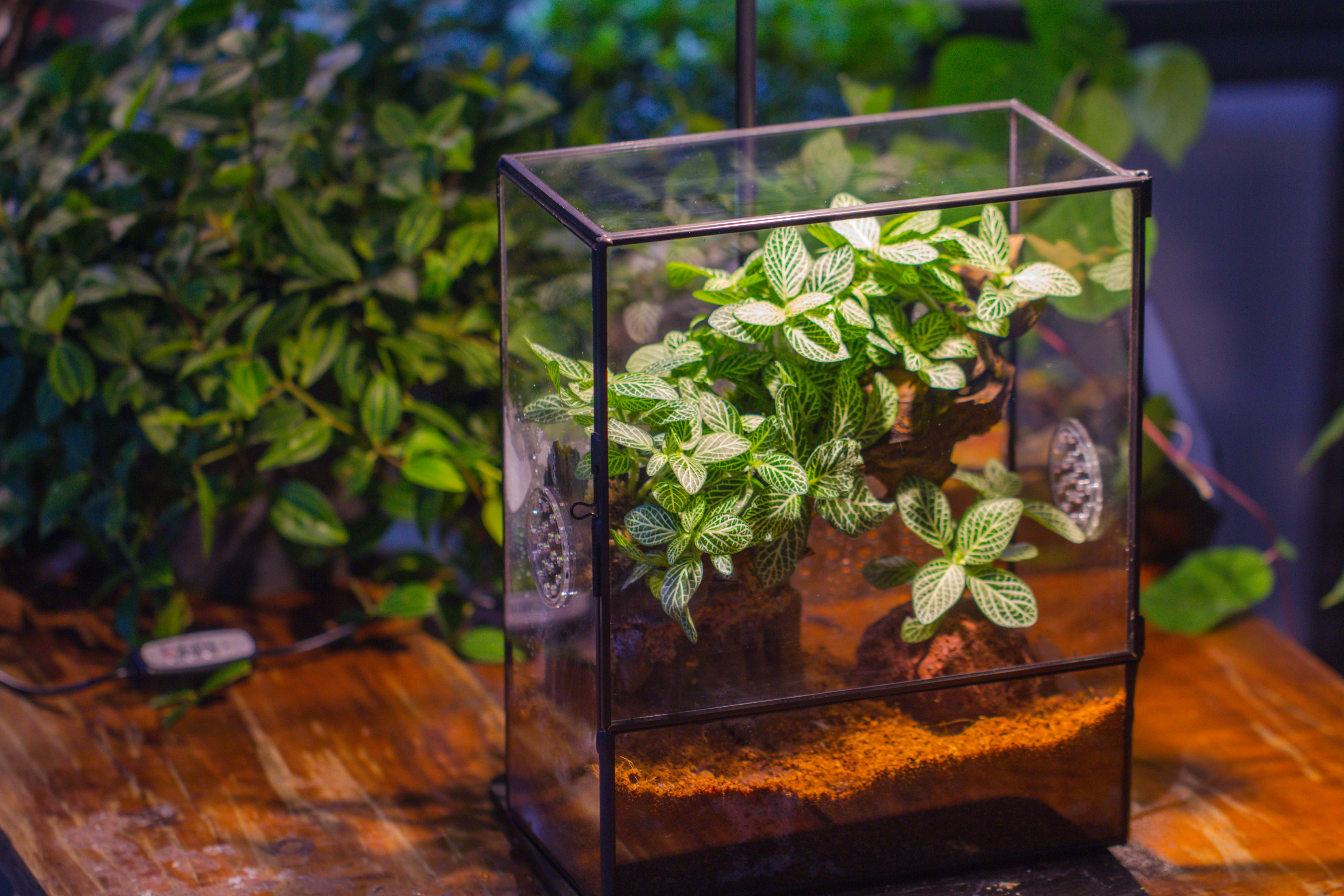 Close Geometric Glass Tin Terrarium with 3 Vents , 8x10" with side door, for insects, snail , spider, micro landscape - NCYPgarden