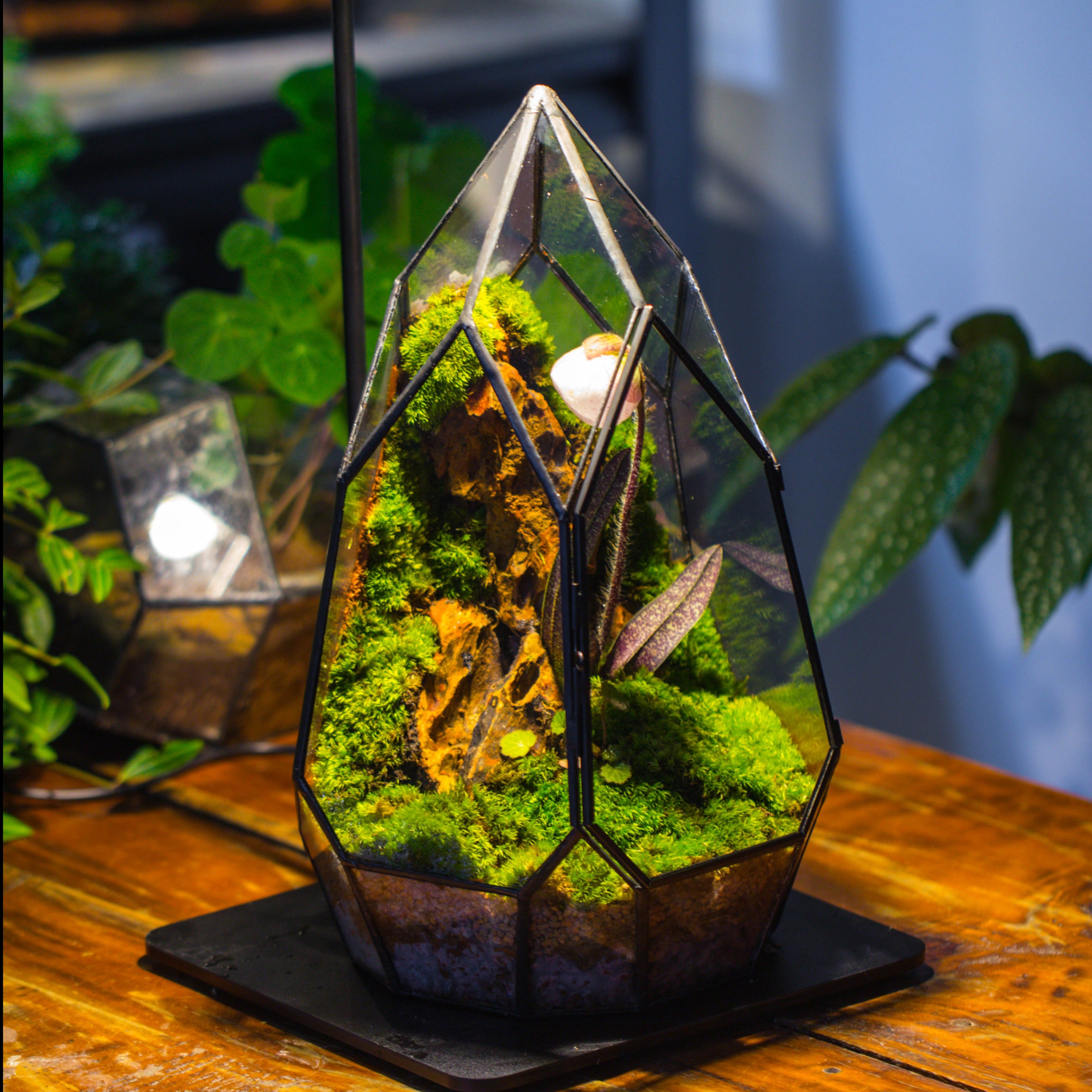 Cliff terrarium project: Live Moss Cliff TearDrop Close Terrarium Building Kit with matching LED Grow Light and Base - NCYPgarden