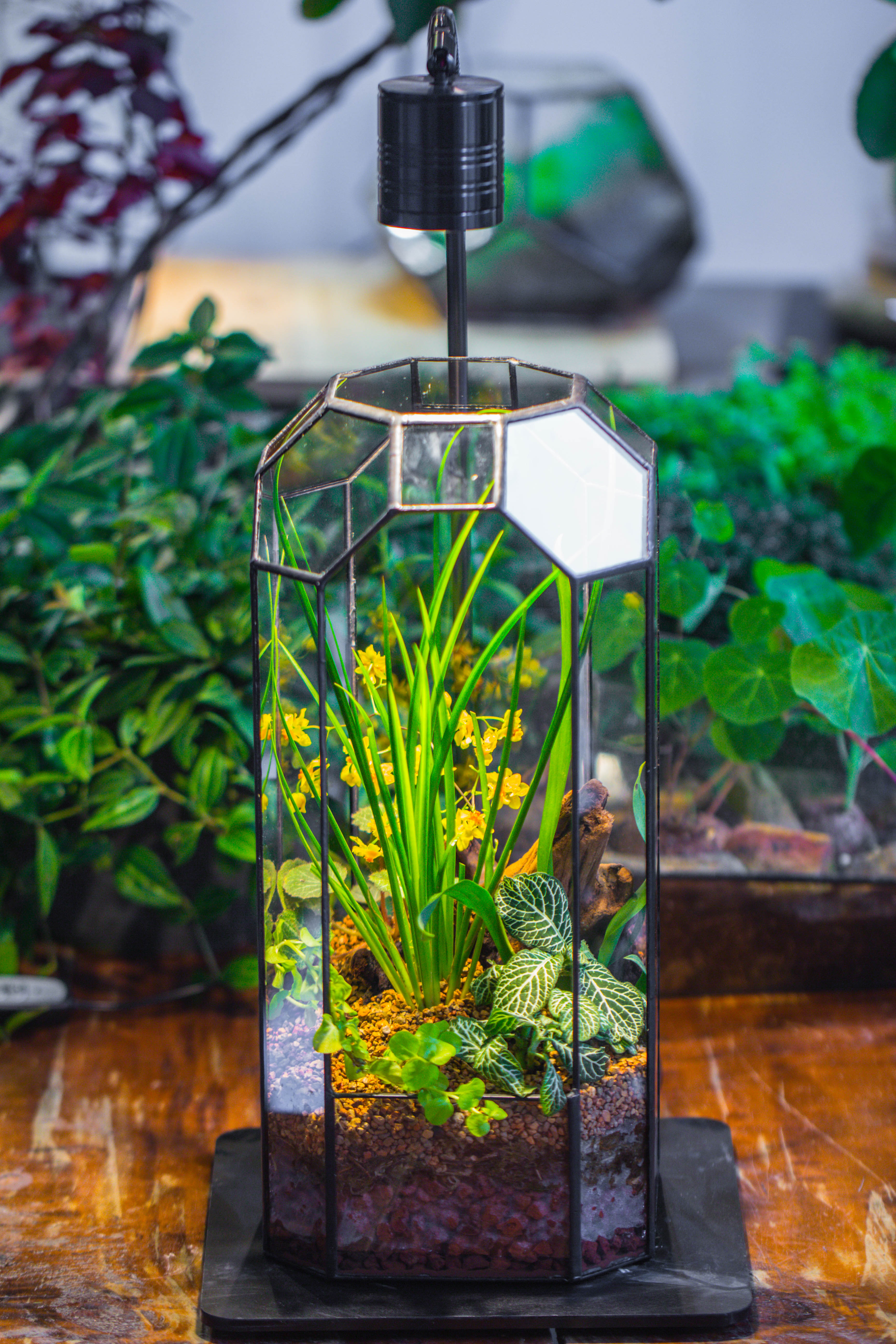 Vintage Tall Octagon Geometric Tin Glass Terrarium , 12.6" , open, suitable for tall plants, orchid, small begonia Pitcher, Micro landscape - NCYPgarden