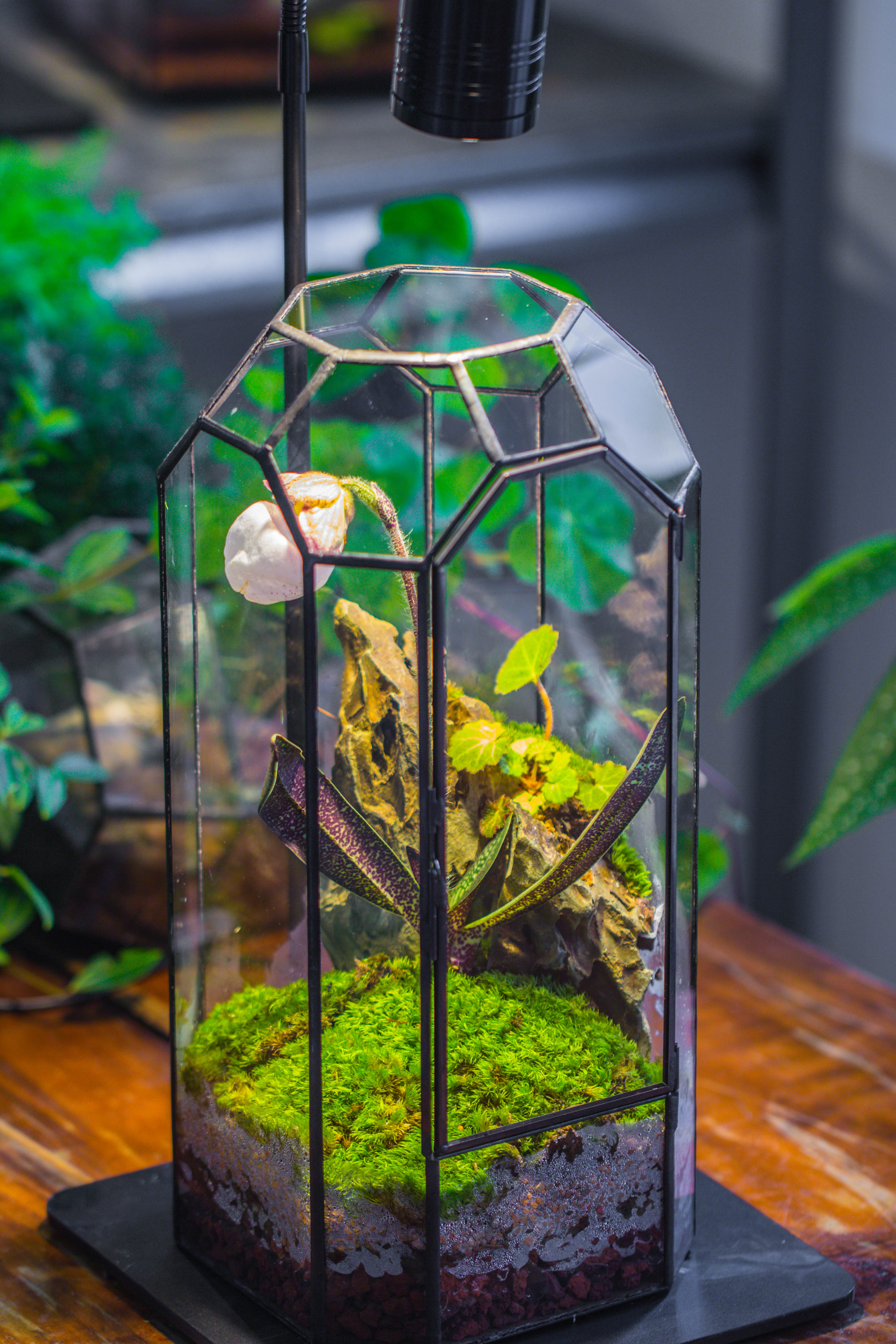 Vintage Tall Octagon Geometric Tin Glass Terrarium , 12.6" , close, suitable for tall plants, orchid, small begonia Pitcher, Micro landscape - NCYPgarden