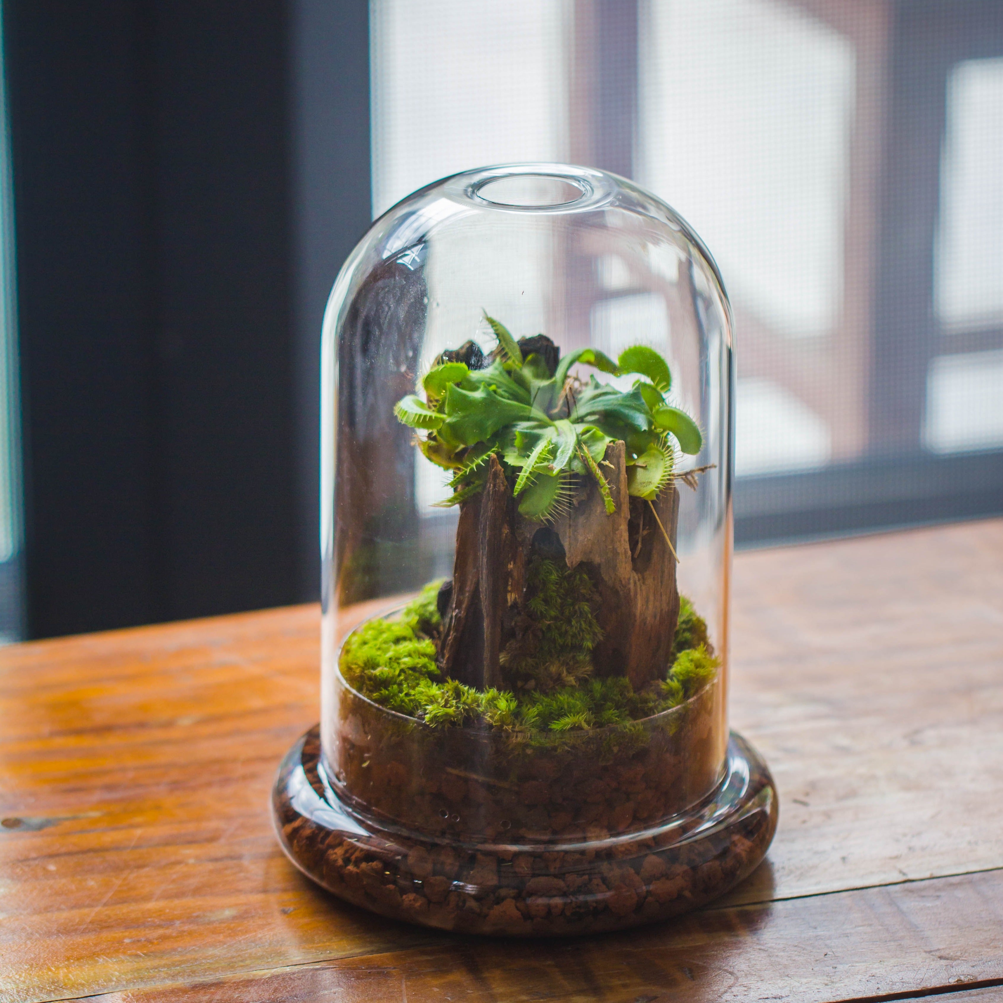 Round Glass Cloche terrarium 12 cm diameter x 18cm height with matching Warm White Spot LED grow Light and base set - NCYPgarden