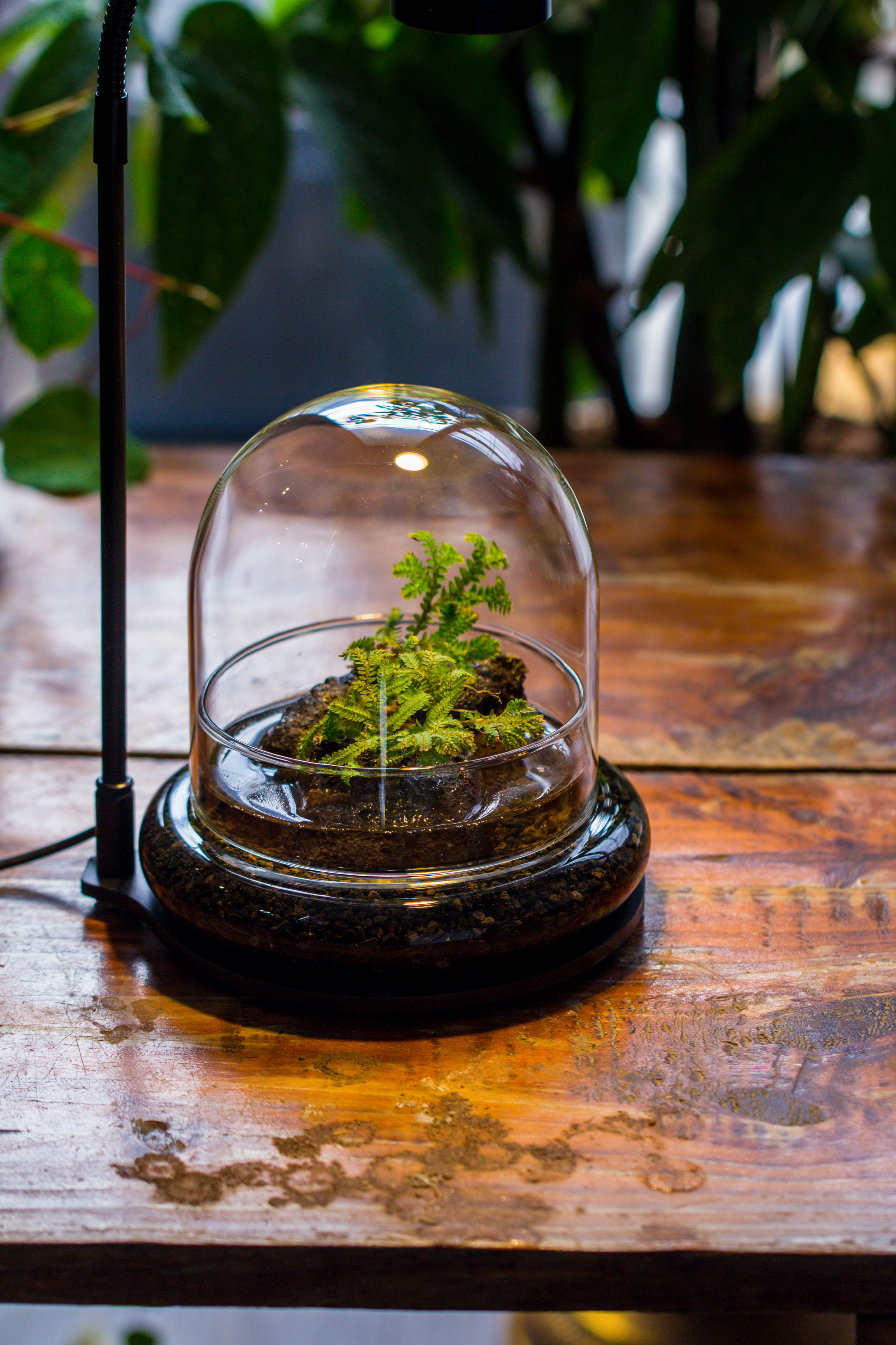 Round Glass Cloche terrarium 12 cm diameter x 12cm height with matching Warm White Spot LED grow Light and base set - NCYPgarden