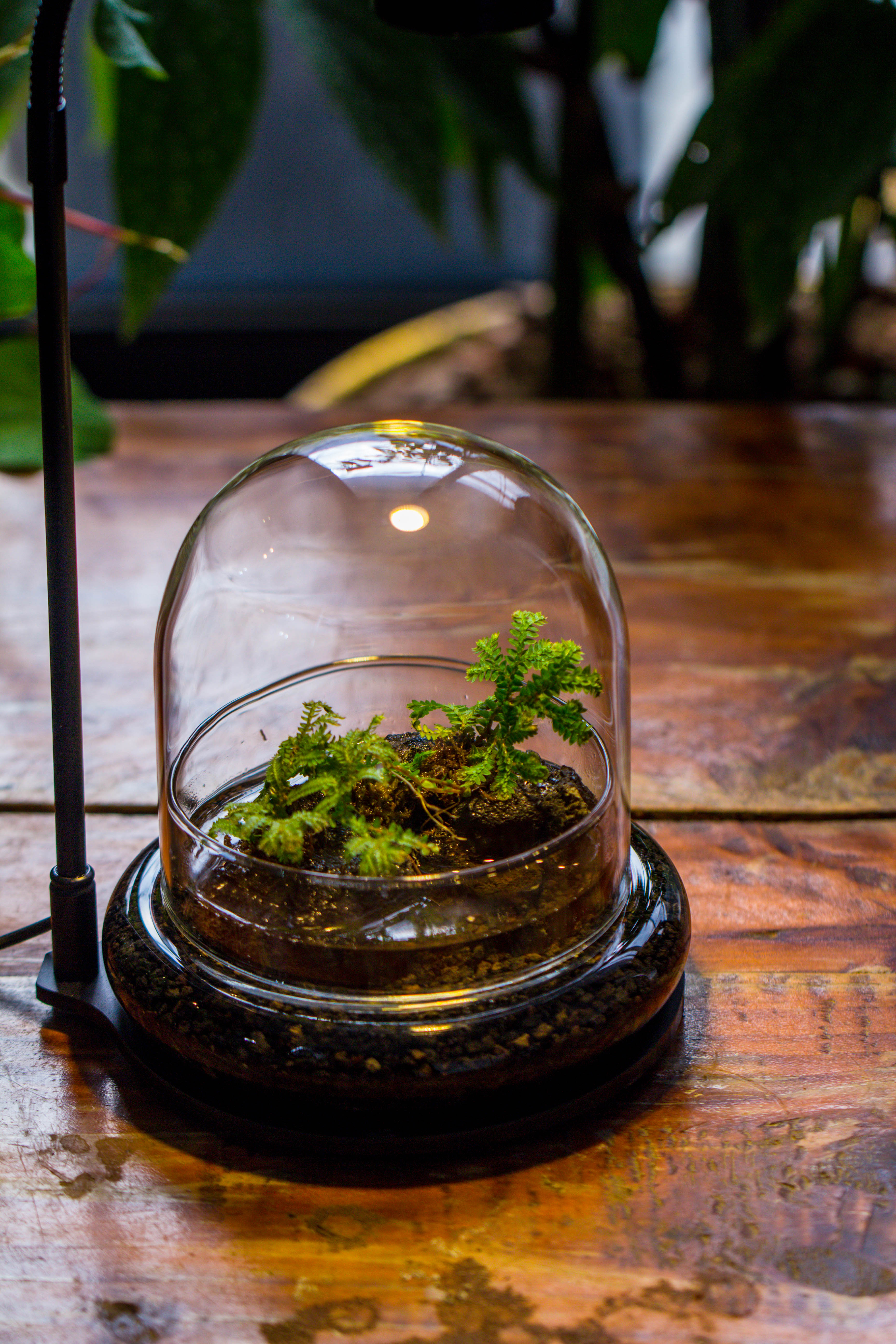 Round Glass Cloche terrarium 12 cm diameter x 12cm height with matching Warm White Spot LED grow Light and base set - NCYPgarden