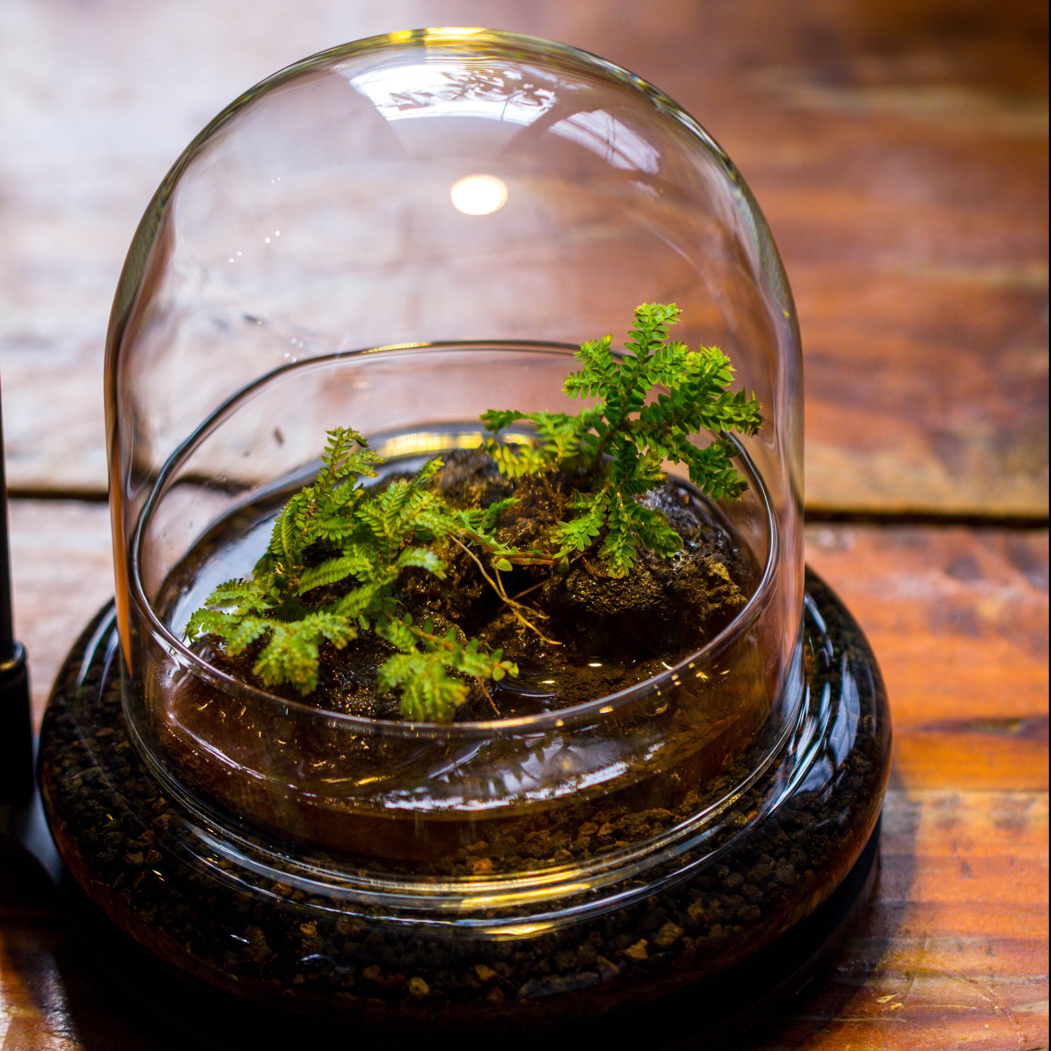 Round Glass Cloche terrarium 12 cm diameter x 12cm height with matching Warm White Spot LED grow Light and base set - NCYPgarden