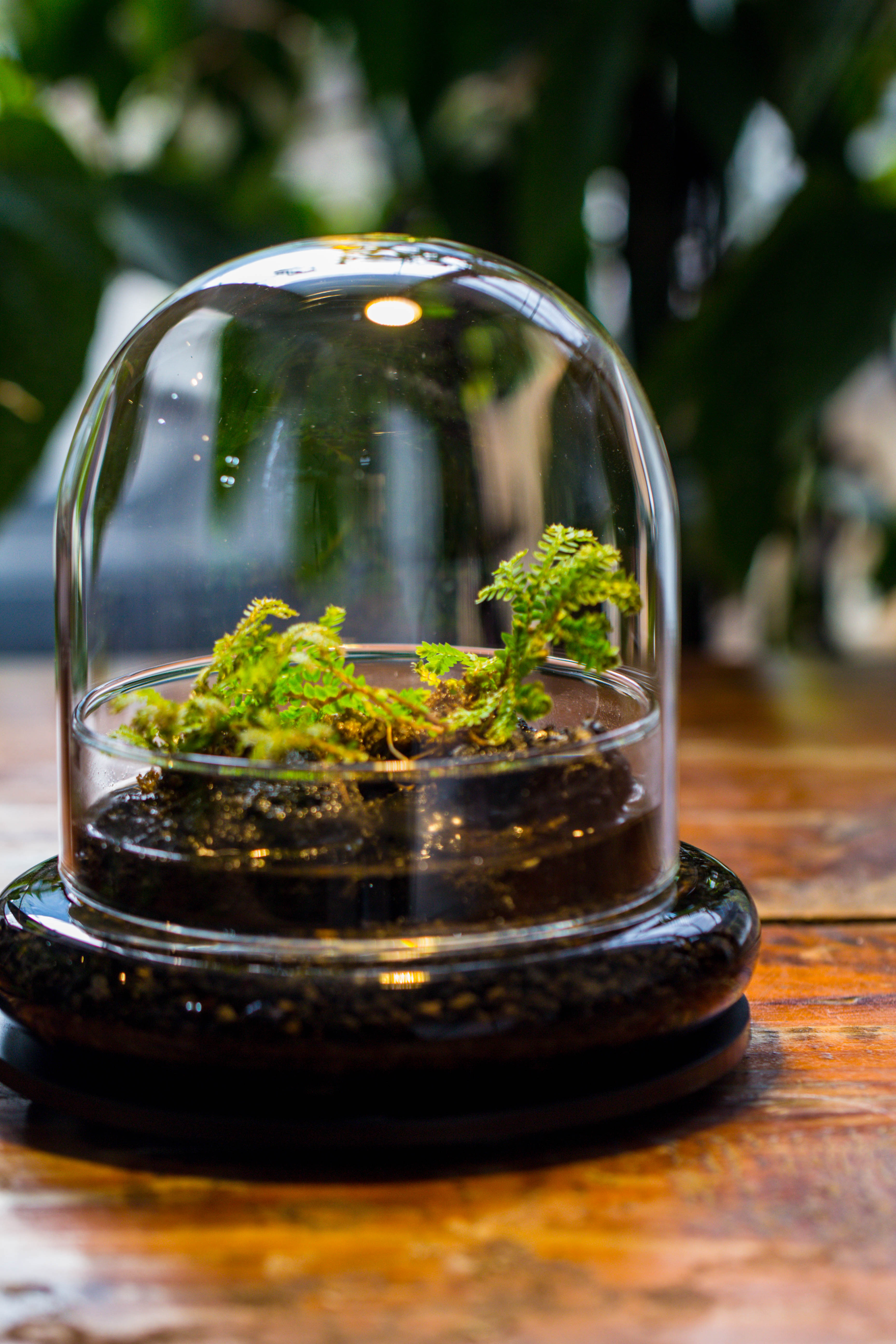 Round Glass Cloche terrarium 12 cm diameter x 12cm height with matching Warm White Spot LED grow Light and base set - NCYPgarden