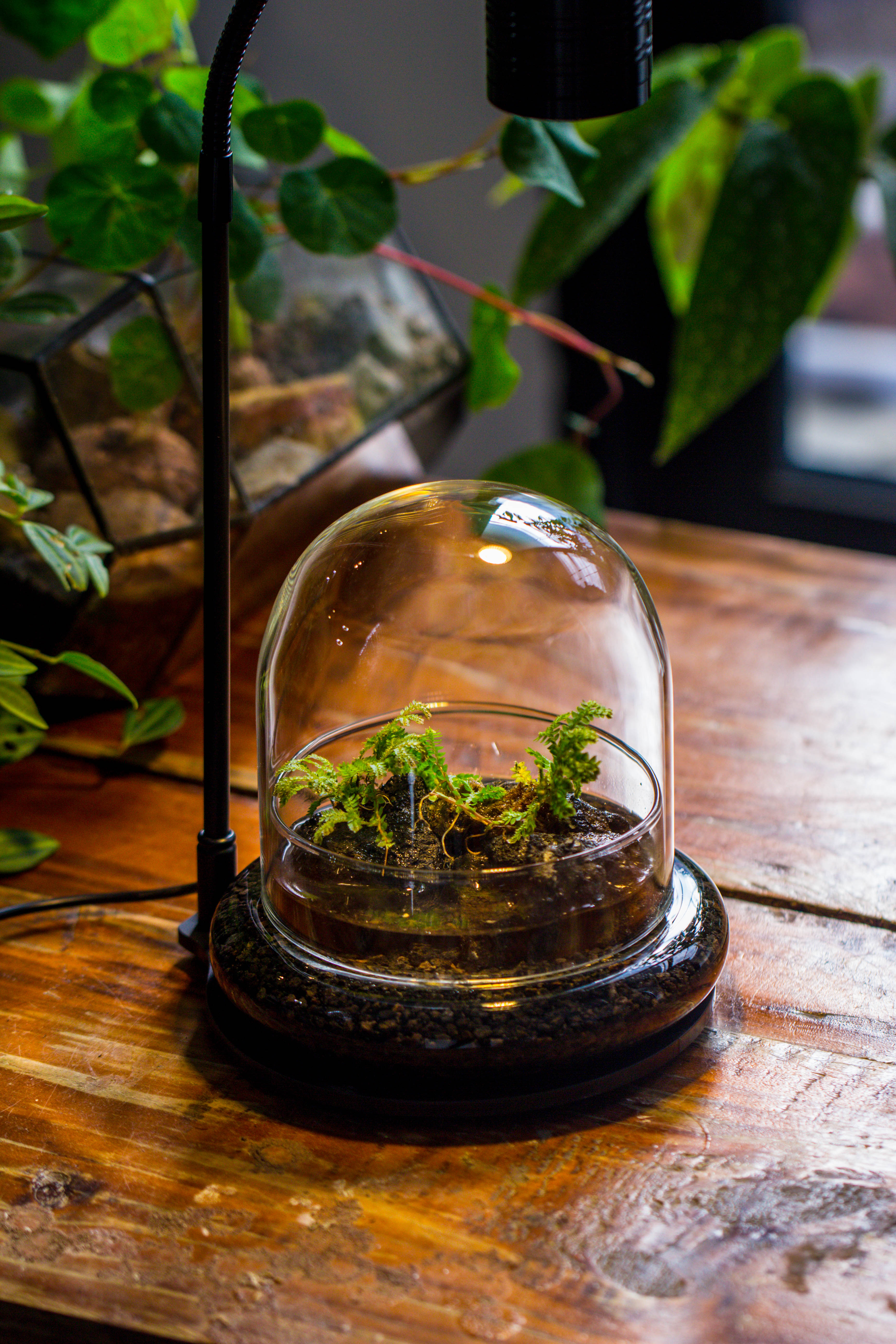 Round Glass Cloche terrarium 12 cm diameter x 12cm height with matching Warm White Spot LED grow Light and base set - NCYPgarden